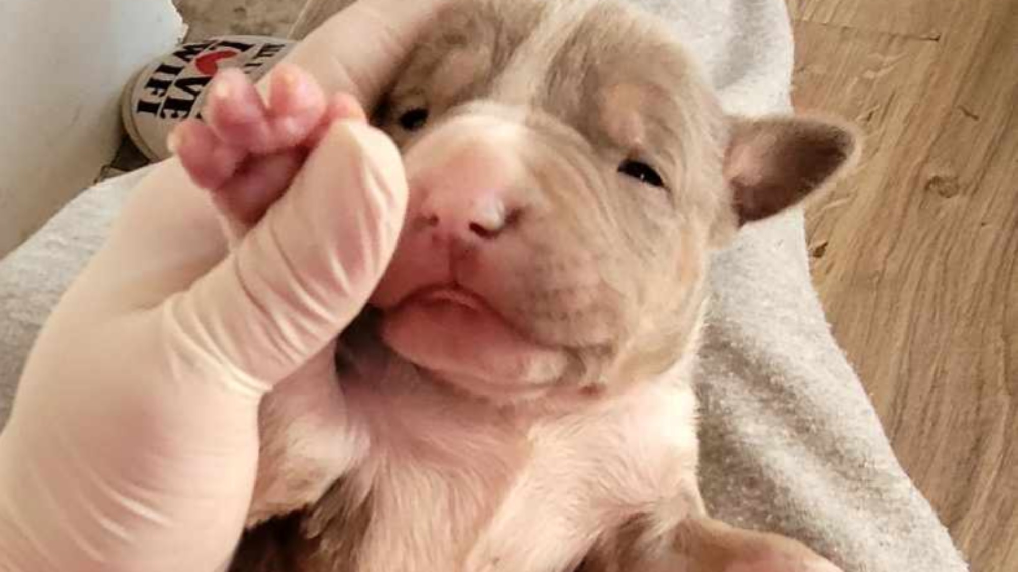Chiot femelle bully xl trico trico lilac aux yeux marron-vert