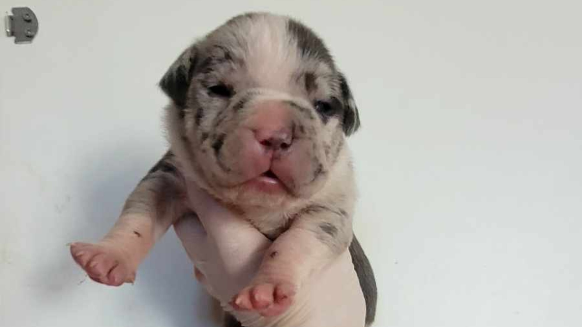 Chiot mâle bully xl trico merle trico silver merle