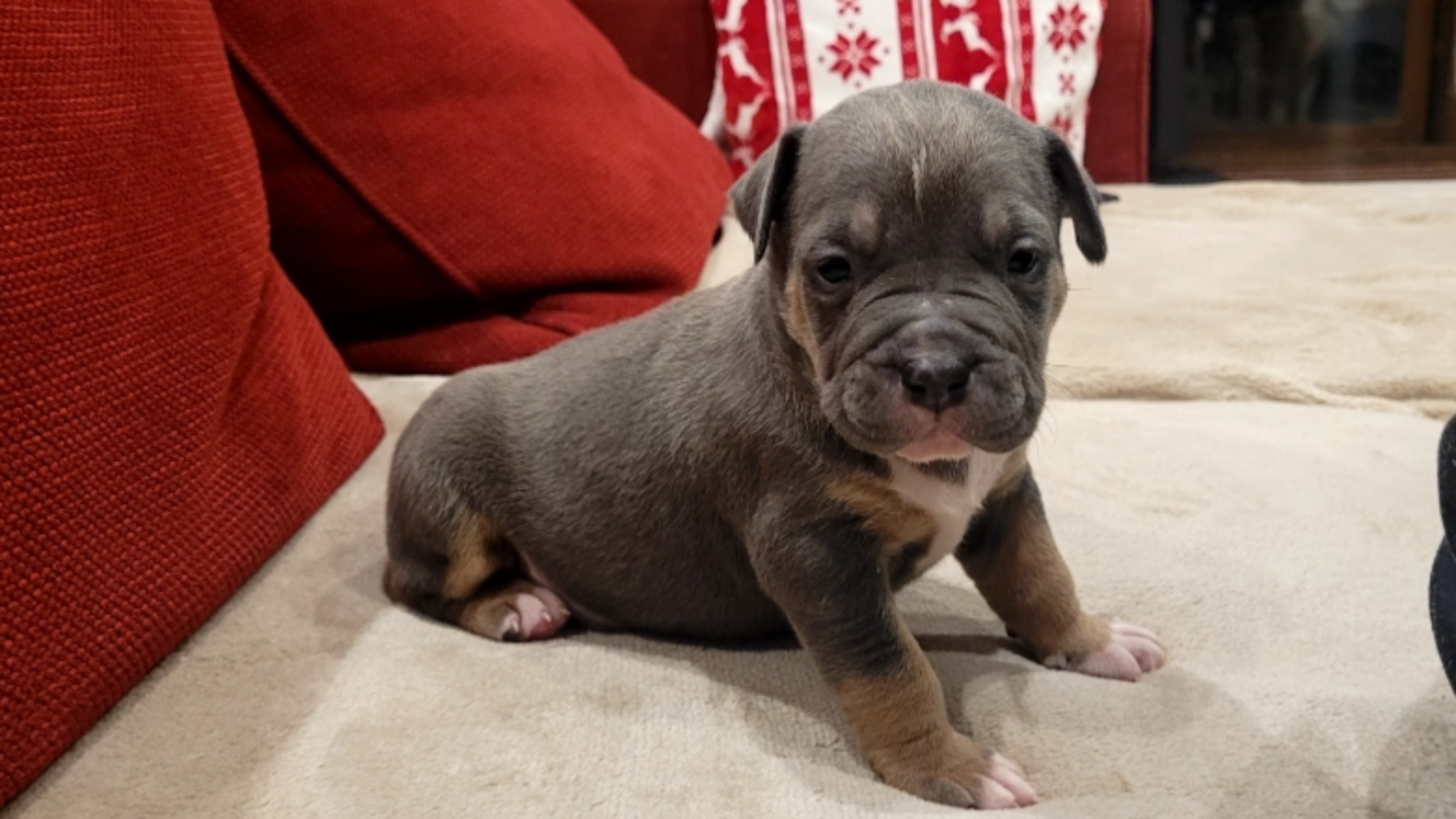 Chiot mâle bully xl trico trico bleu aux yeux gris-bleu
