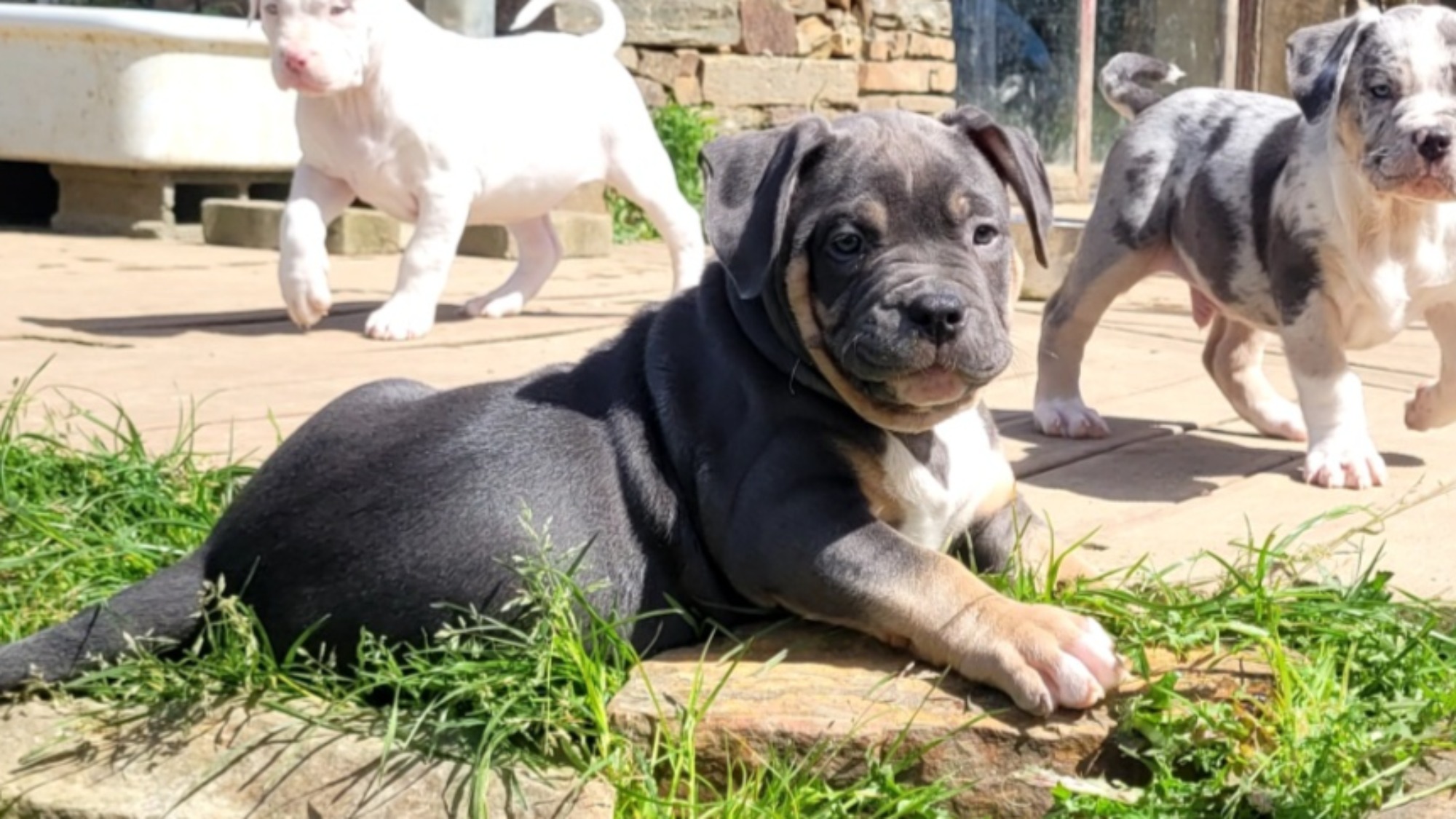 Chiot mâle bully xl trico trico bleu aux yeux gris-bleu