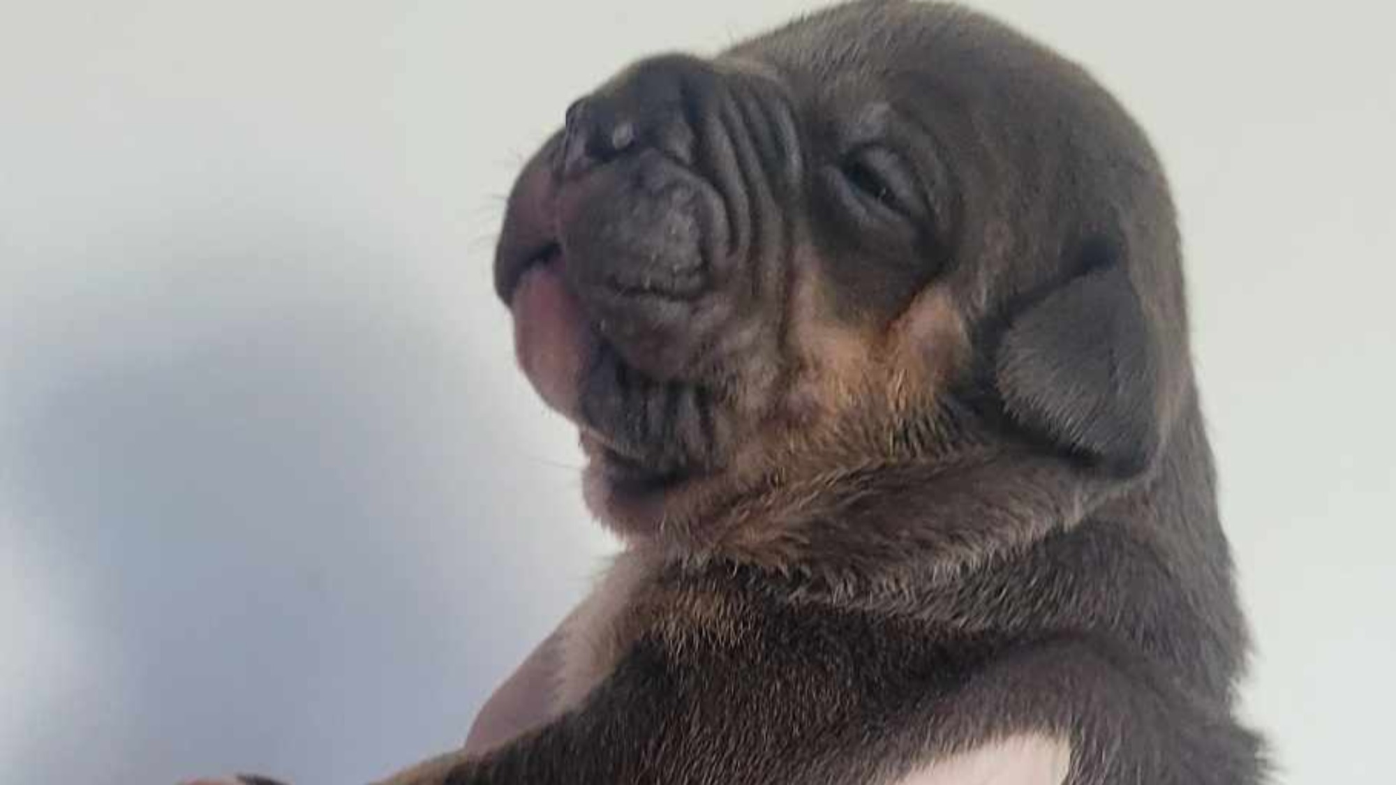 Chiot mâle bully xl trico trico bleu aux yeux gris-bleu