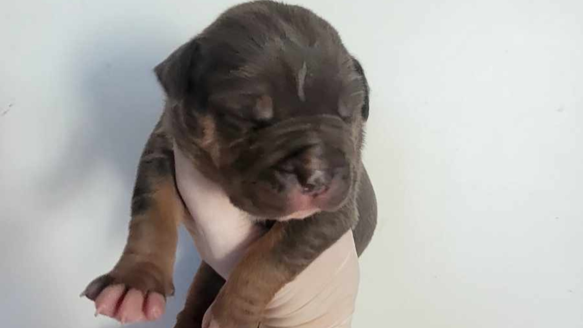 Chiot mâle bully xl trico trico bleu aux yeux gris-bleu