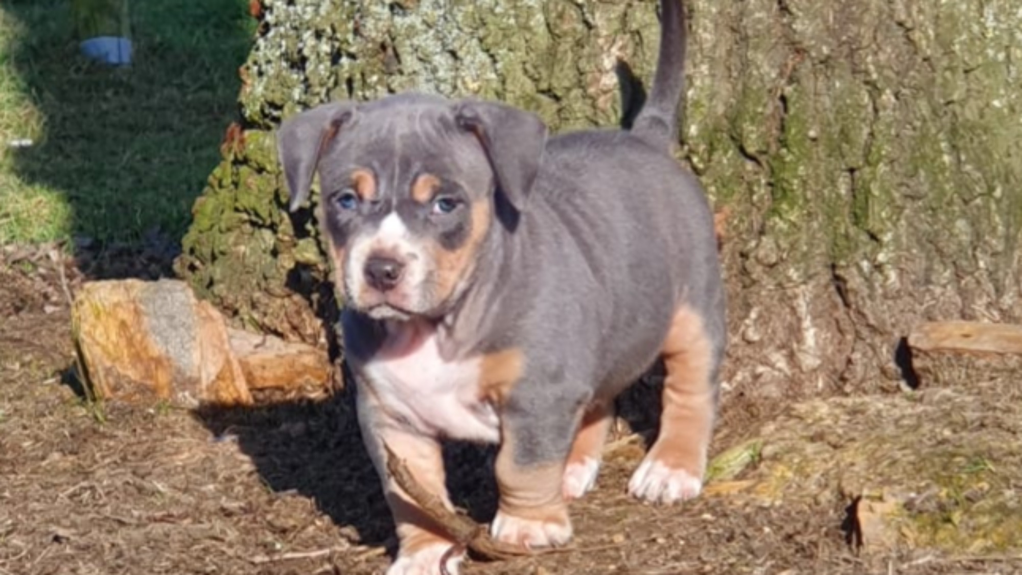 Chiot femelle bully micro trico trico bleu aux yeux bleus