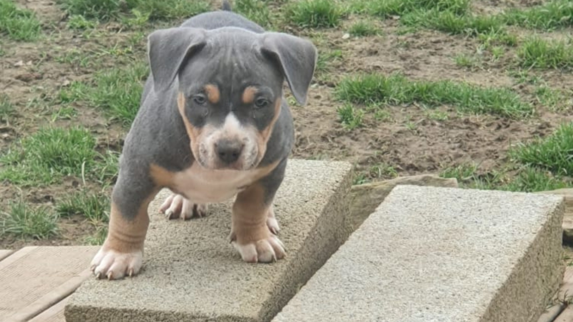 Chiot femelle bully micro trico trico bleu aux yeux bleus