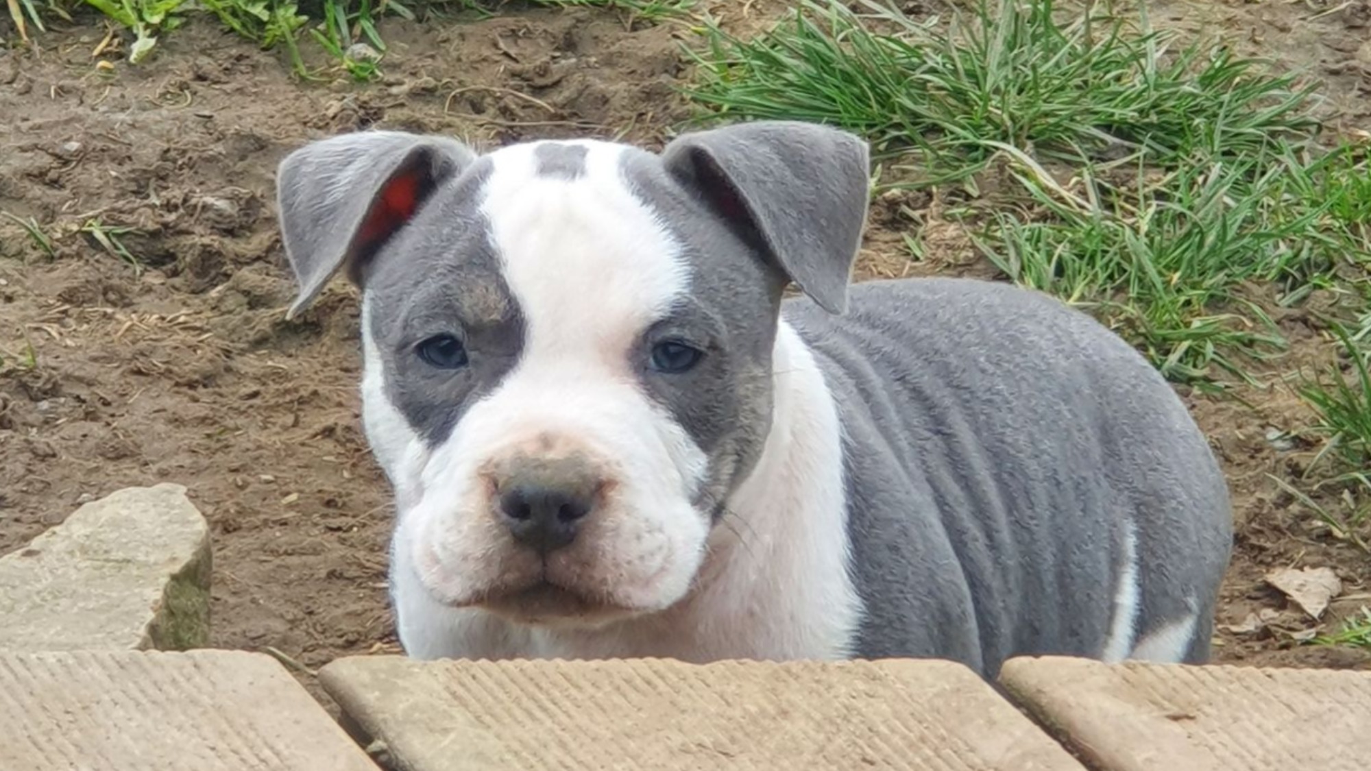 Chiot mâle bully micro trico trindle bleu aux yeux bleus