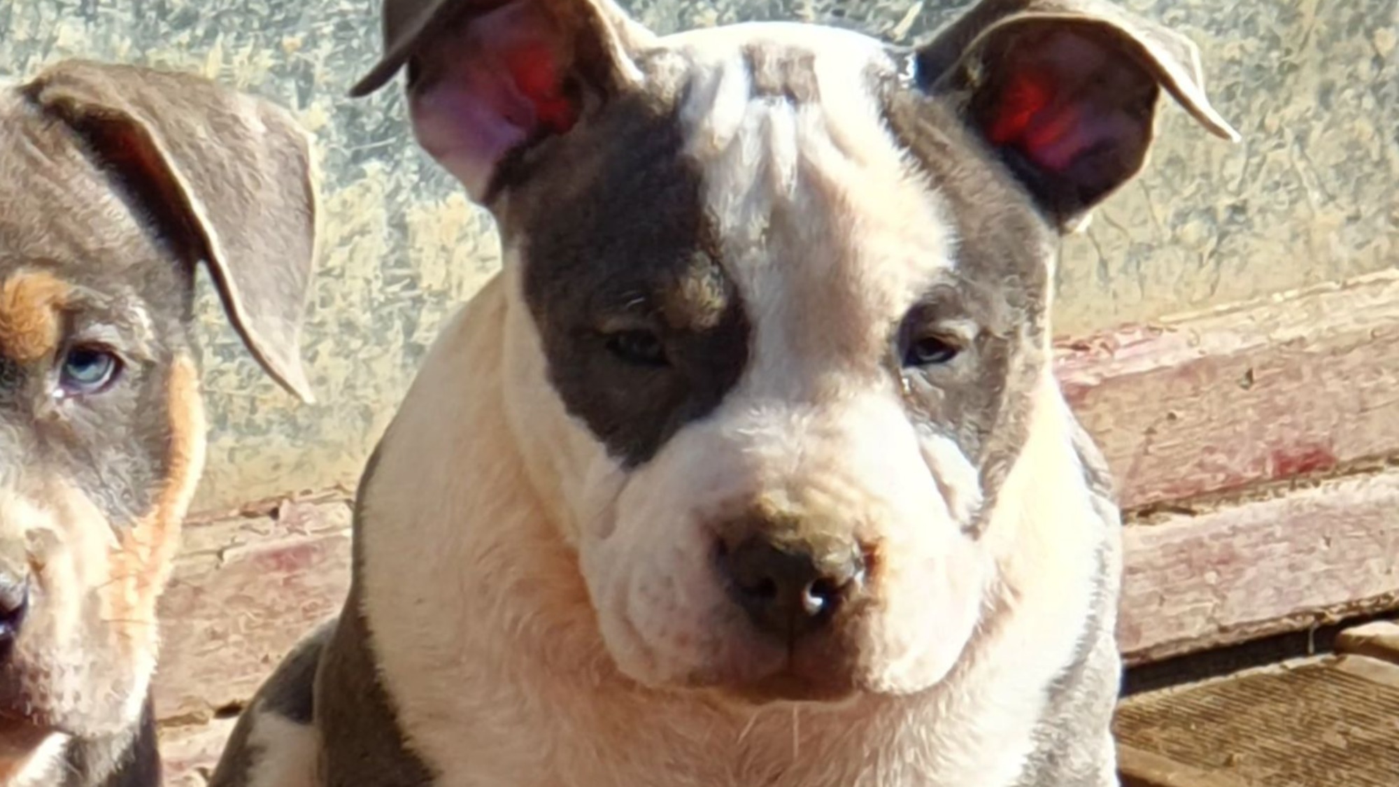 Chiot mâle bully micro trico trindle bleu aux yeux bleus