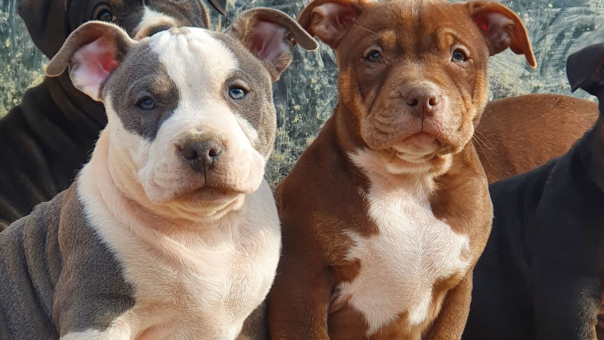Chiot mâle bully micro trico trindle bleu aux yeux bleus