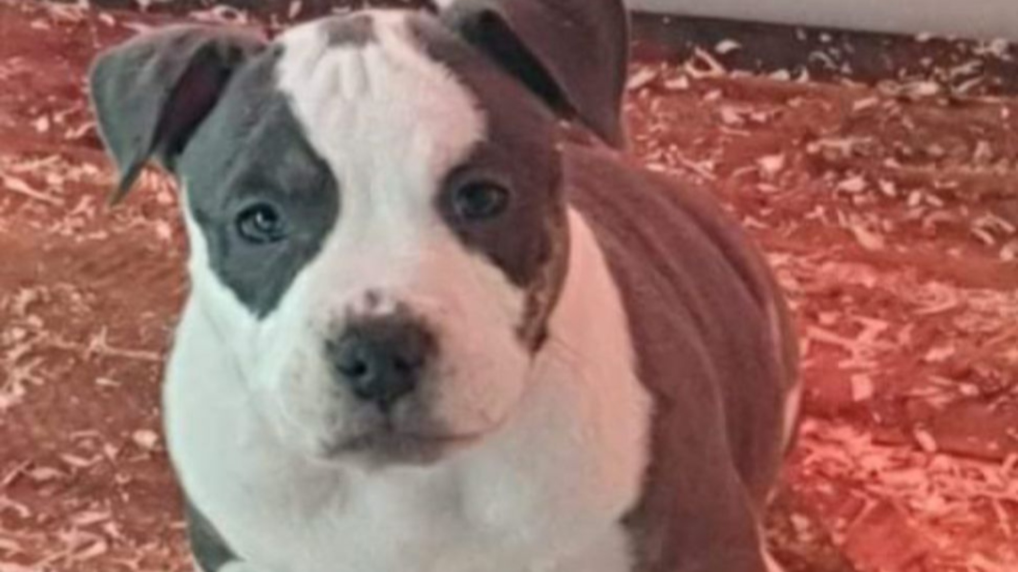 Chiot mâle bully micro trico trindle bleu aux yeux bleus