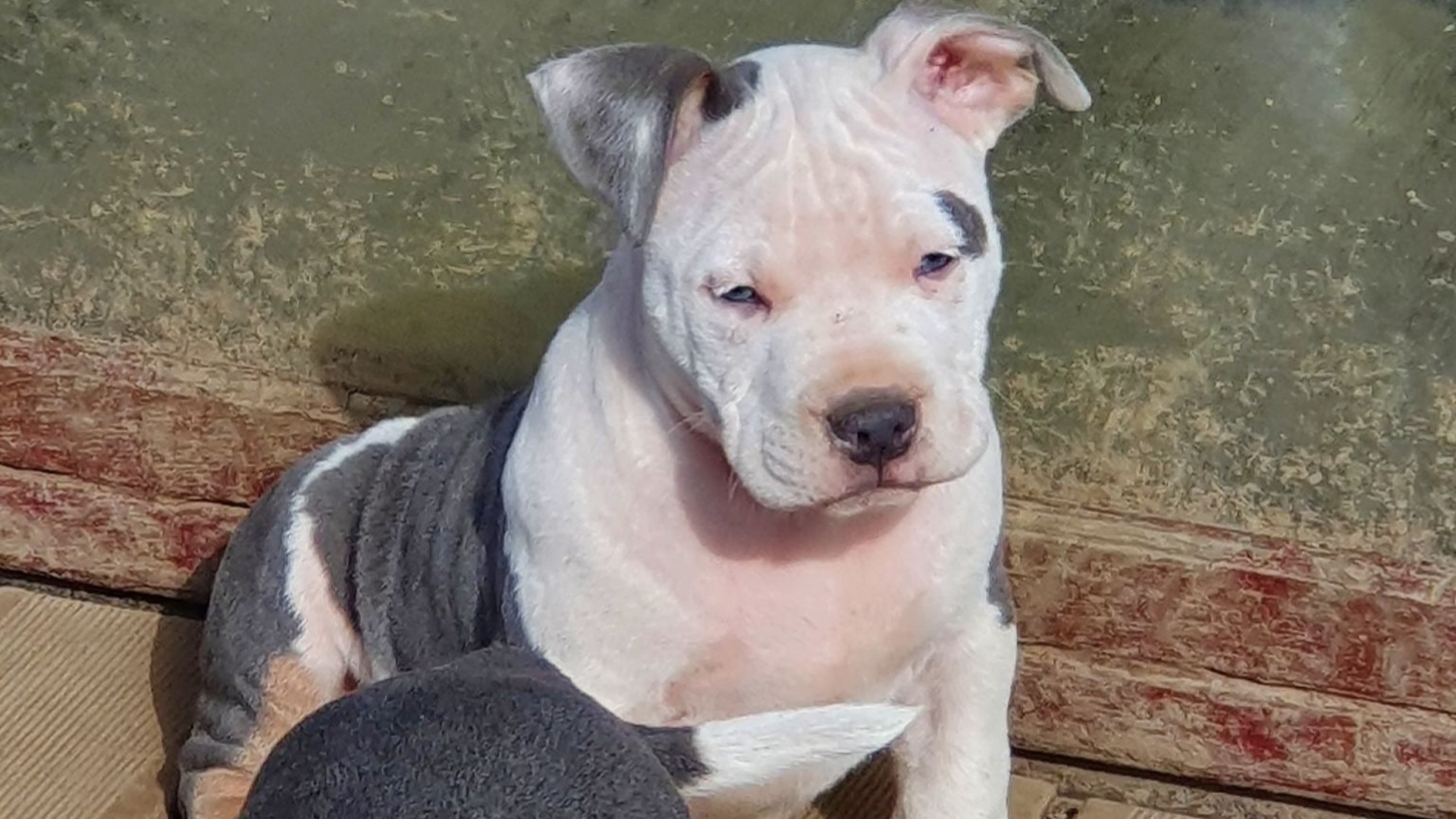 Chiot mâle bully micro trico trico bleu aux yeux bleus