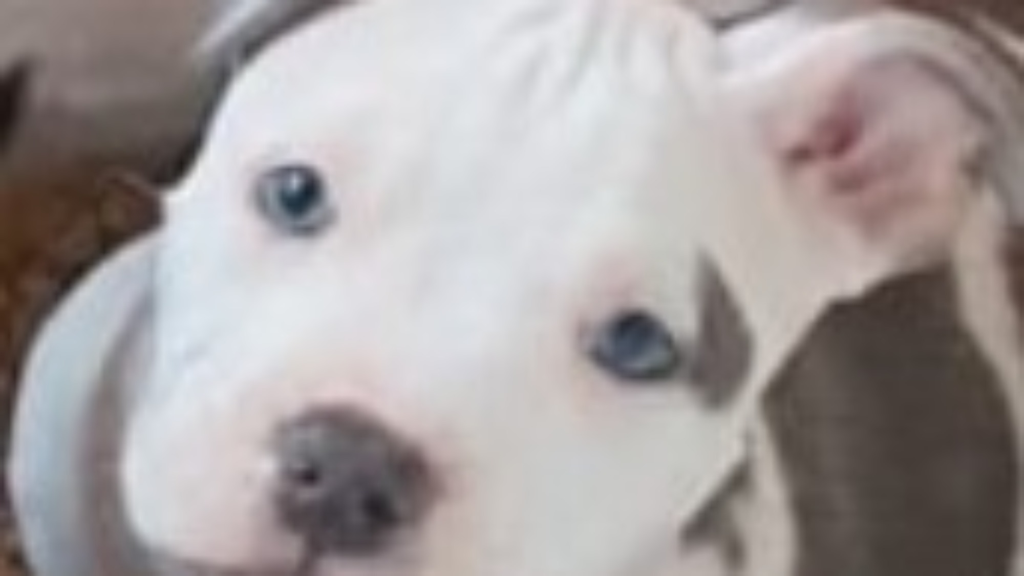 Chiot mâle bully micro trico trico bleu aux yeux bleus