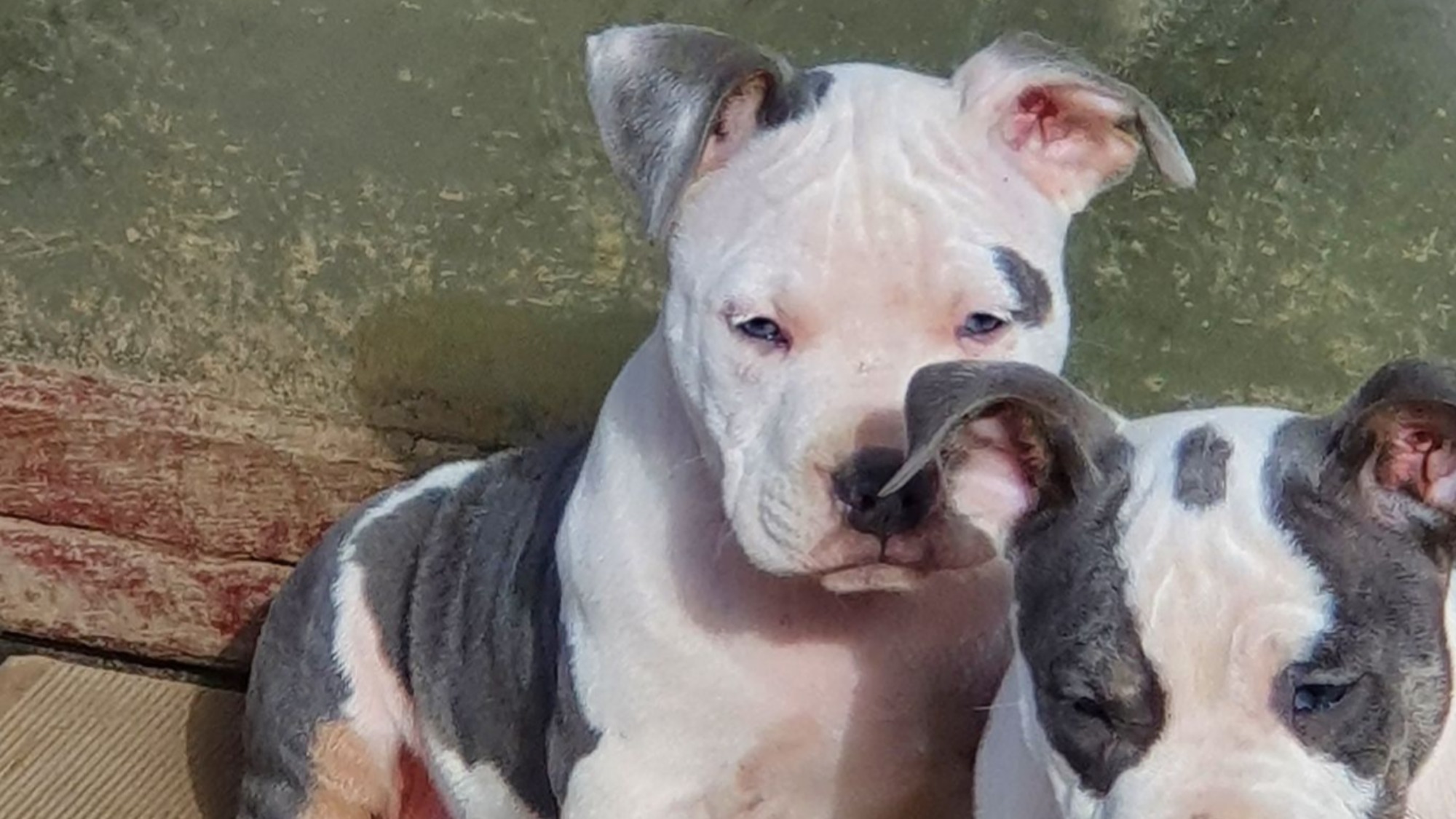 Chiot mâle bully micro trico trico bleu aux yeux bleus