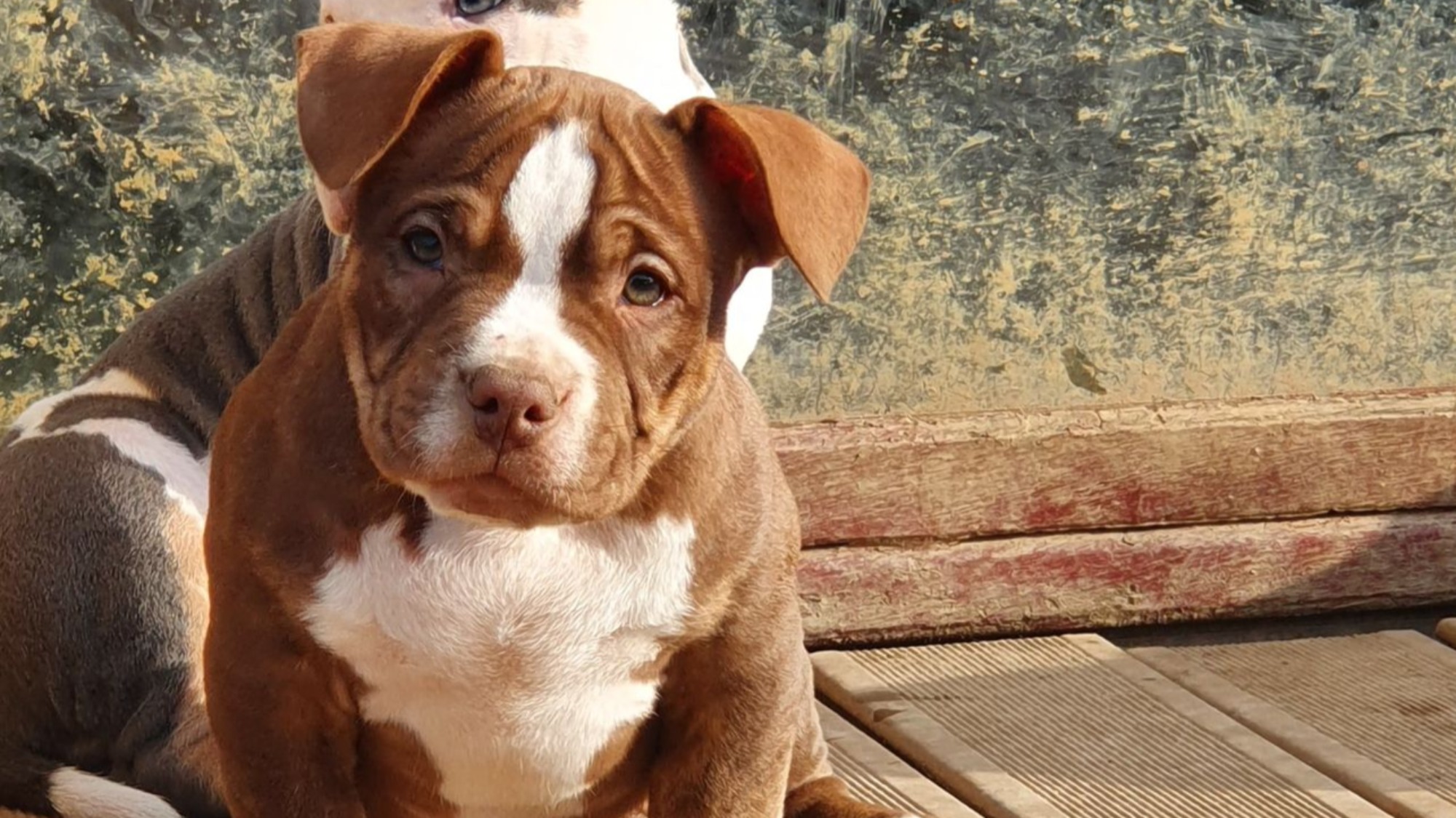 Chiot mâle bully micro trico trindle choco aux yeux marron-vert