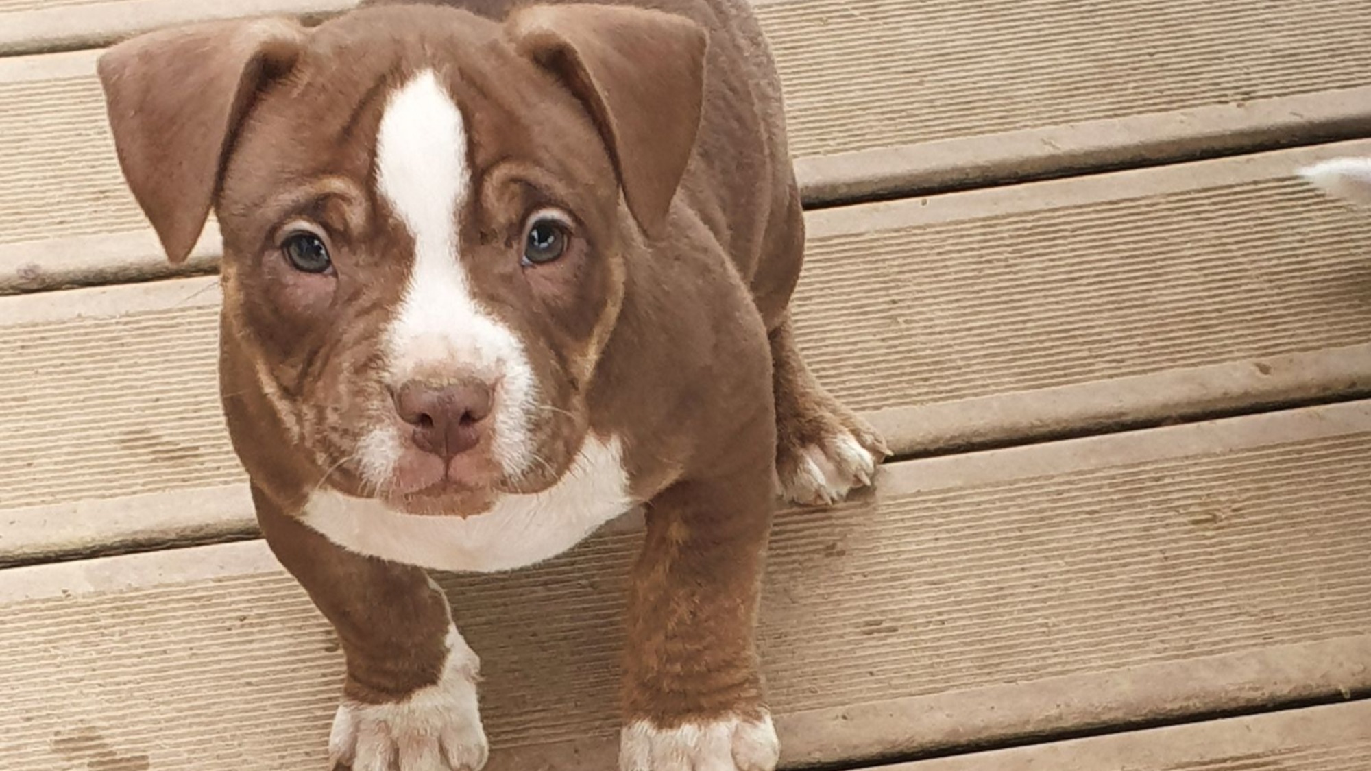 Chiot mâle bully micro trico trindle choco aux yeux marron-vert