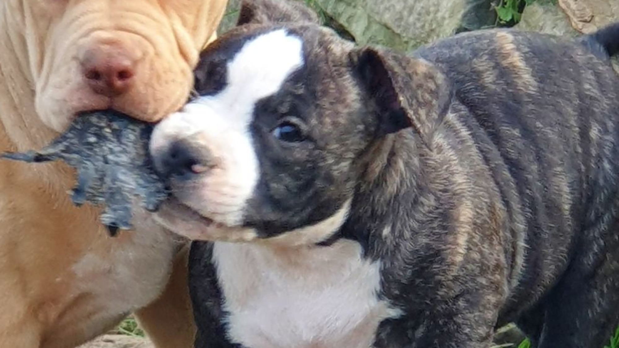 Chiot mâle bully micro bringé bringé noir aux yeux marrons