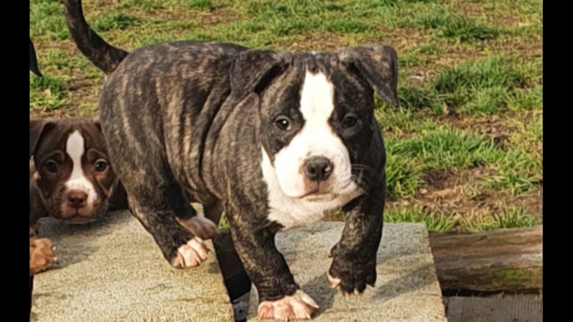 Chiot mâle bully micro bringé bringé noir aux yeux marrons