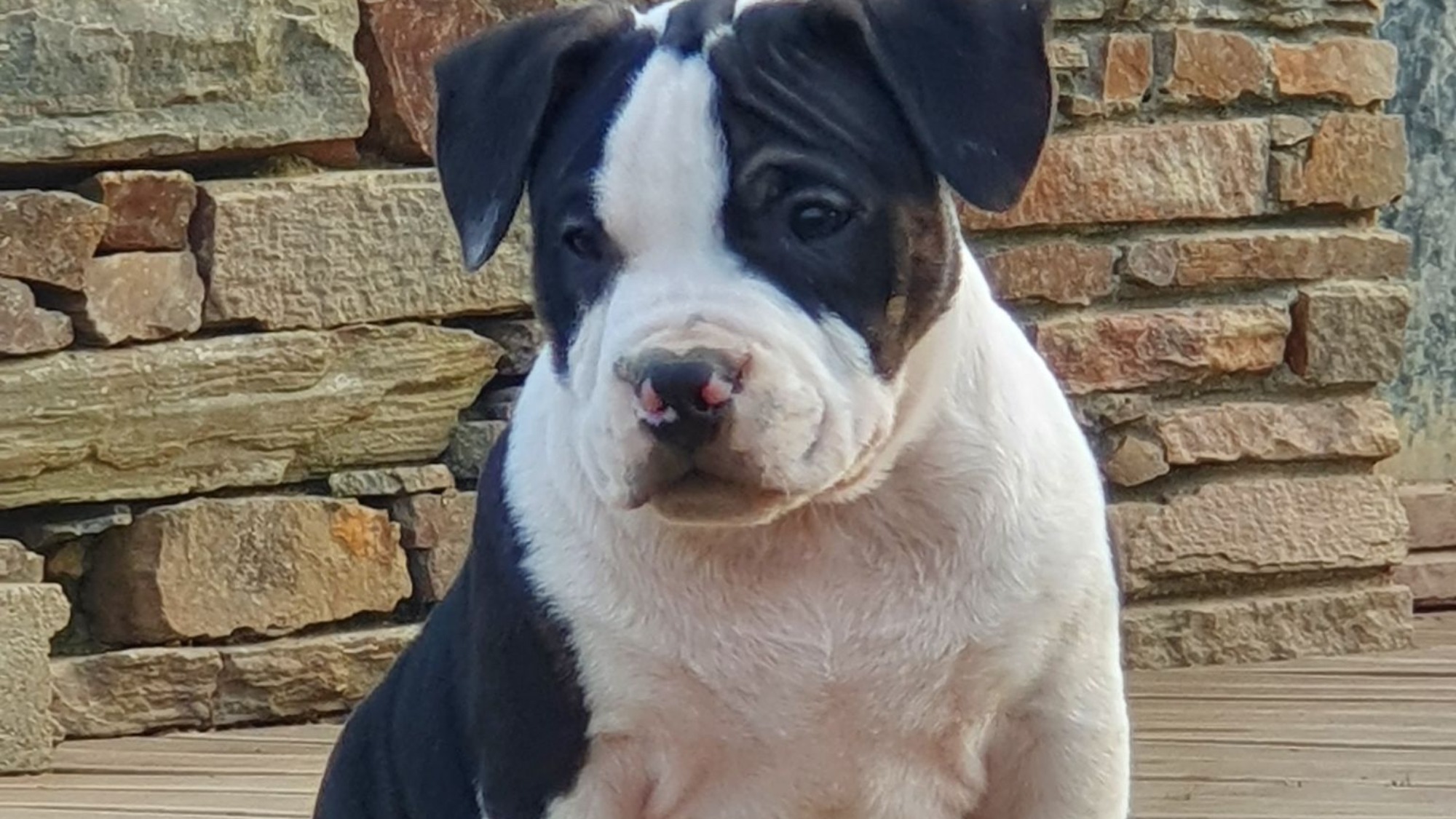 Chiot mâle bully micro trico trindle noir aux yeux marrons