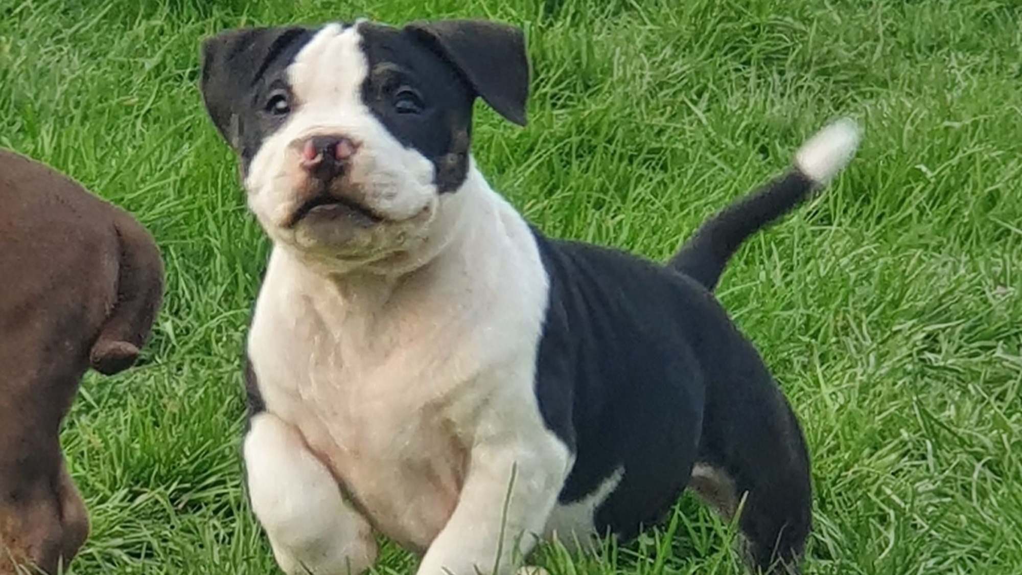 Chiot mâle bully micro trico trindle noir aux yeux marrons