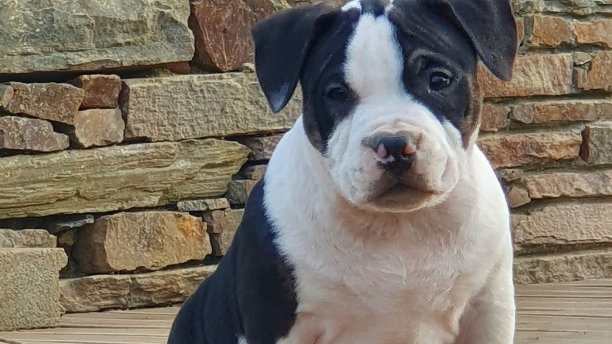 Chiot mâle bully micro trico trindle noir aux yeux marrons