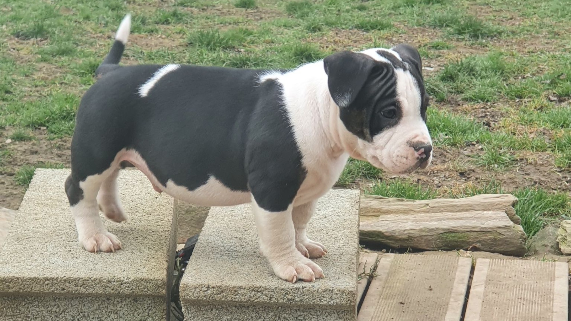 Chiot mâle bully micro trico trindle noir aux yeux marrons