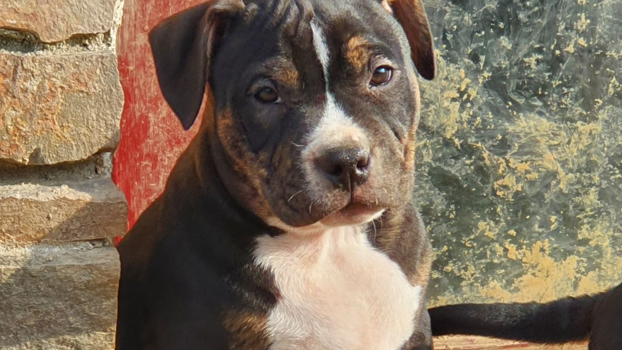 Chiot mâle bully micro trico trindle noir aux yeux marrons