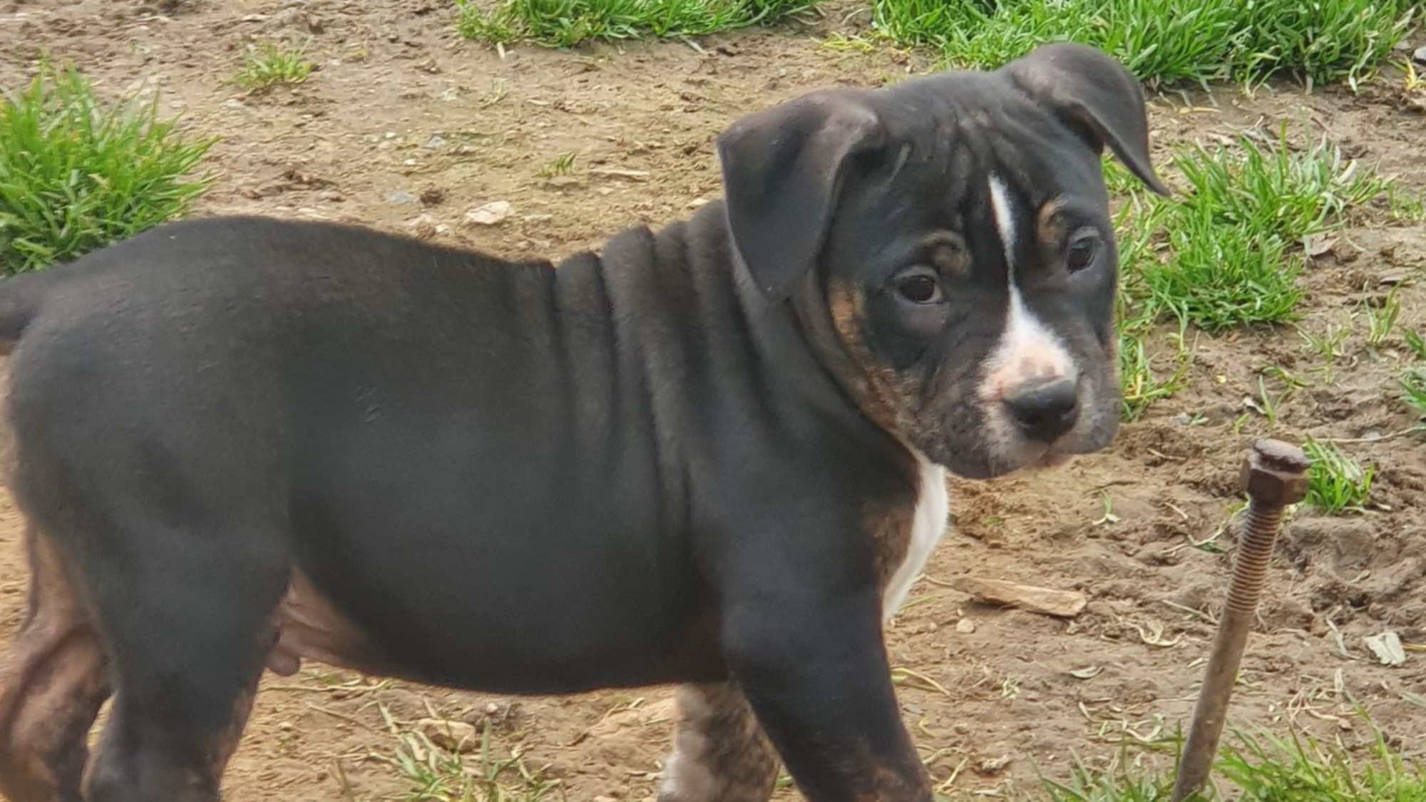 Chiot mâle bully micro trico trindle noir aux yeux marrons