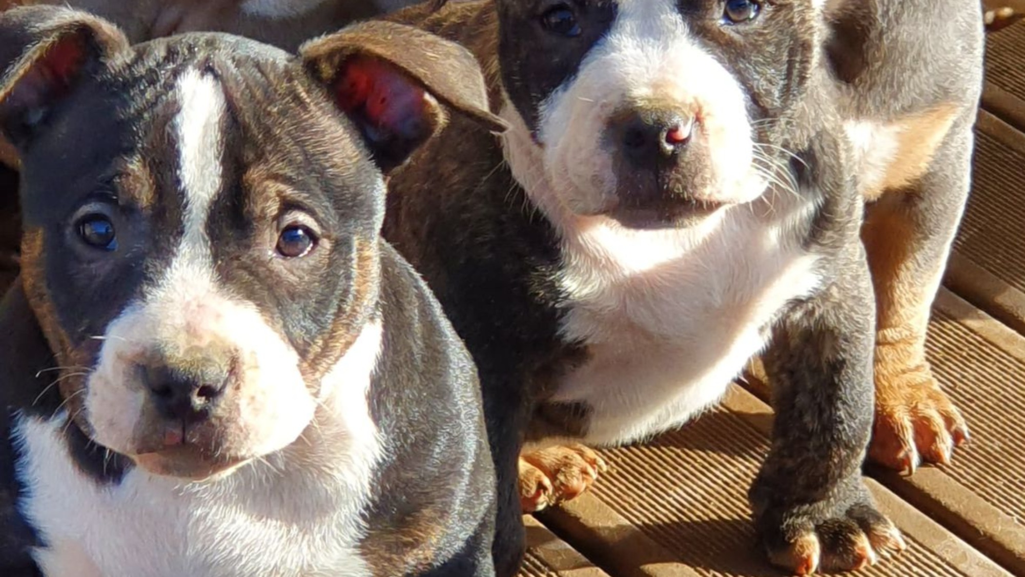 Chiot mâle bully micro trico trindle noir aux yeux marrons