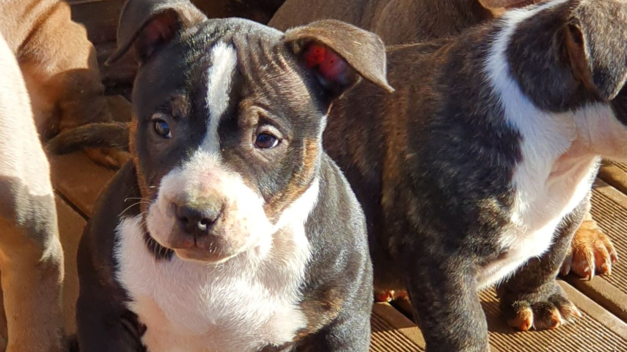 Chiot mâle bully micro trico trindle noir aux yeux marrons