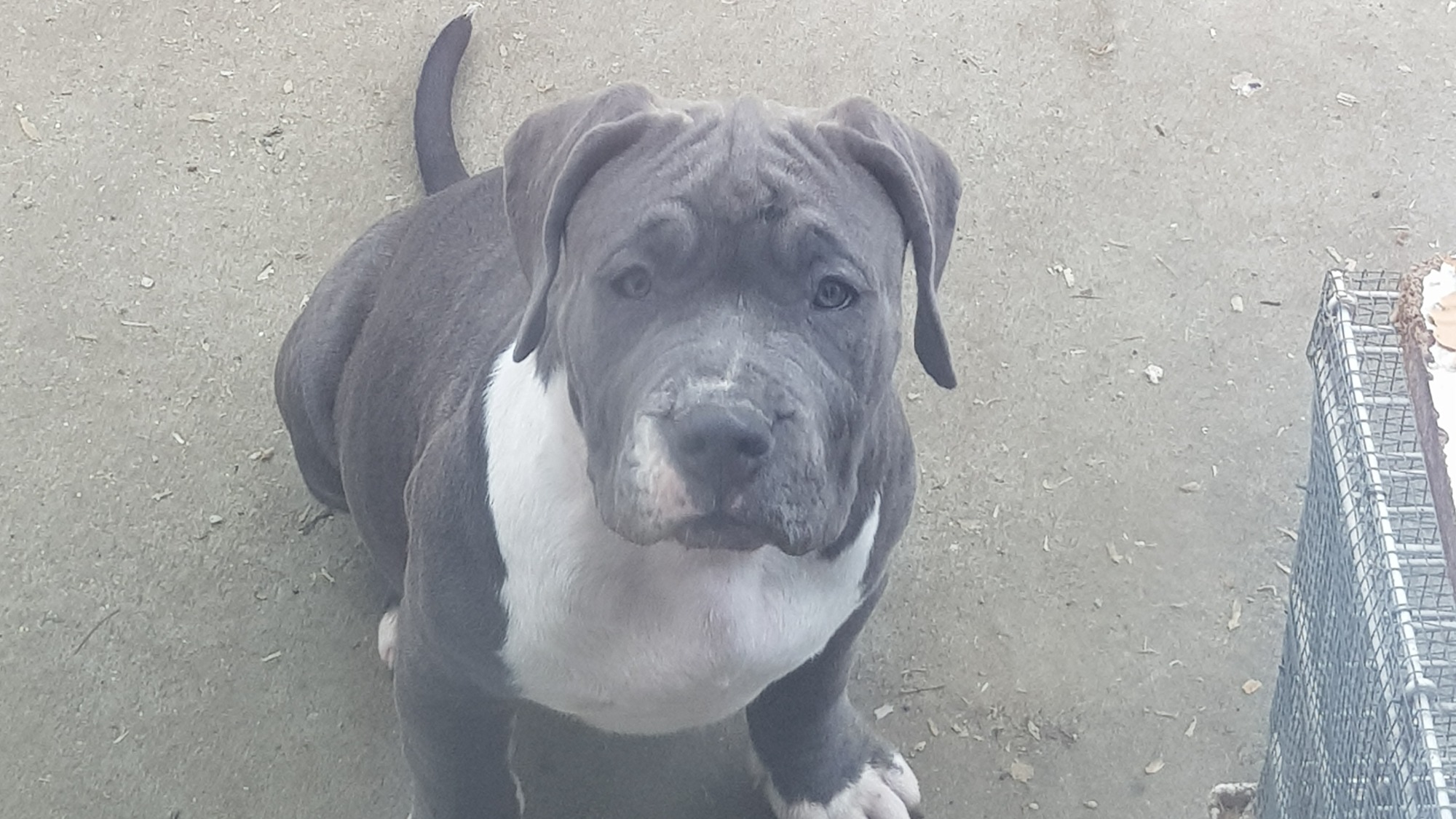 Chiot femelle bully xl bleue