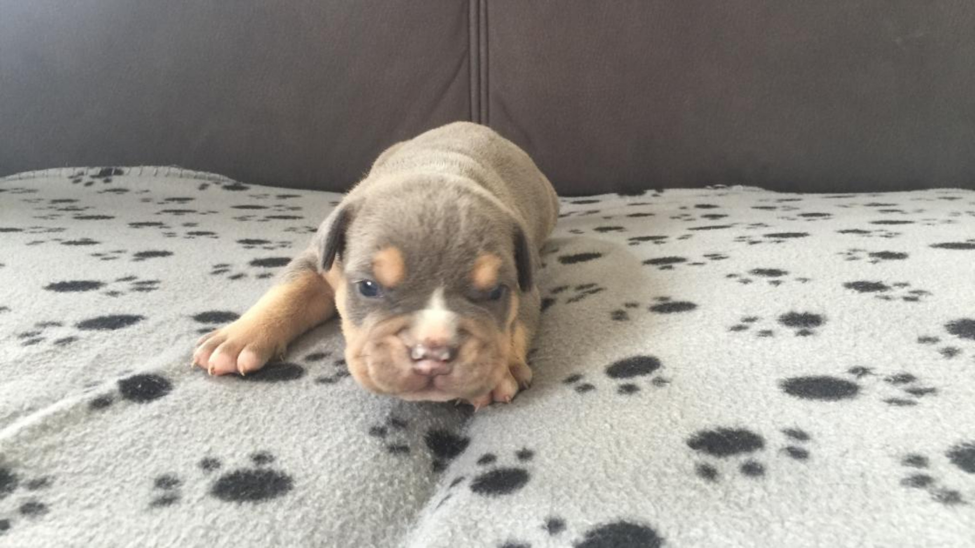 Chiot femelle bully xl trico