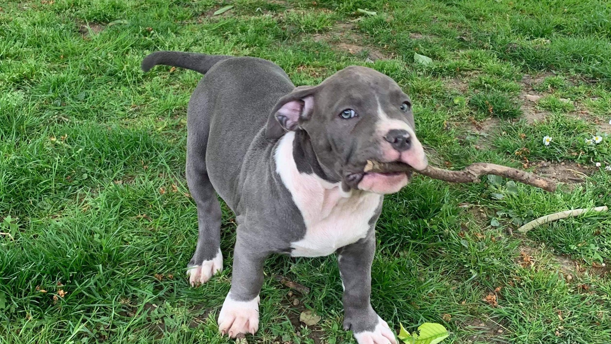 Chiot femelle bully xl bleu-blanc