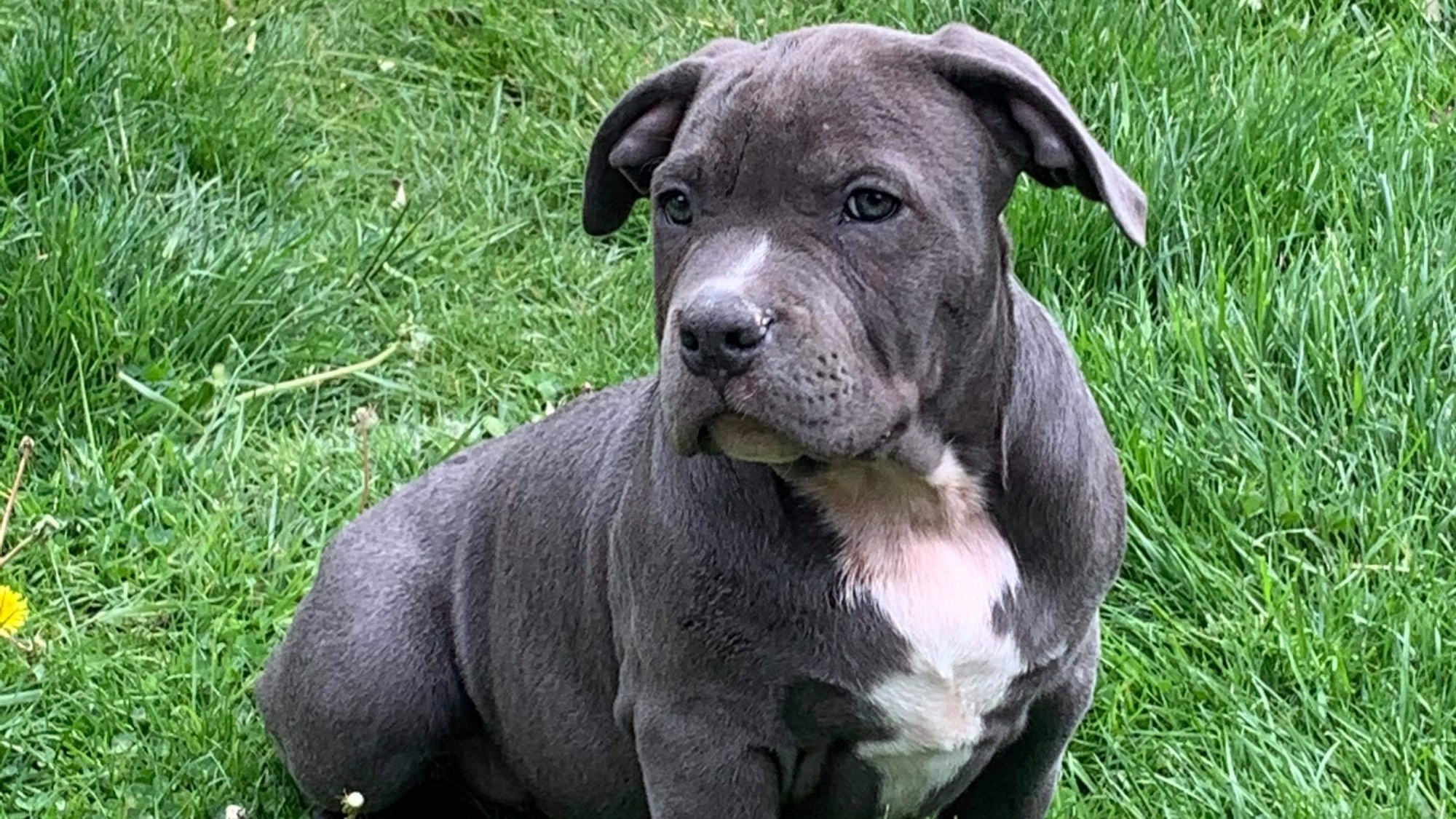 Chiot mâle bully xl