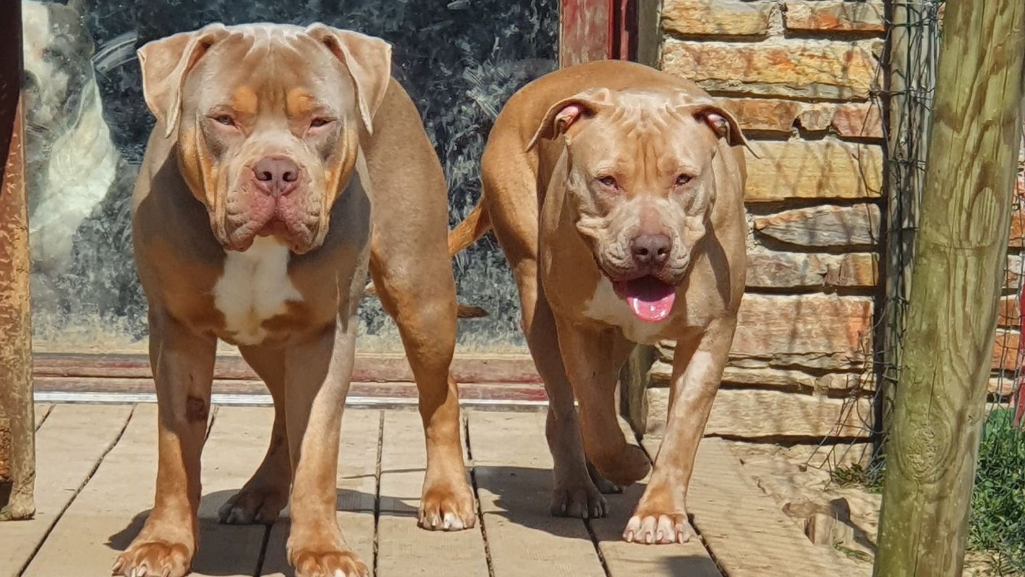 Chiot femelle bully xl champagne