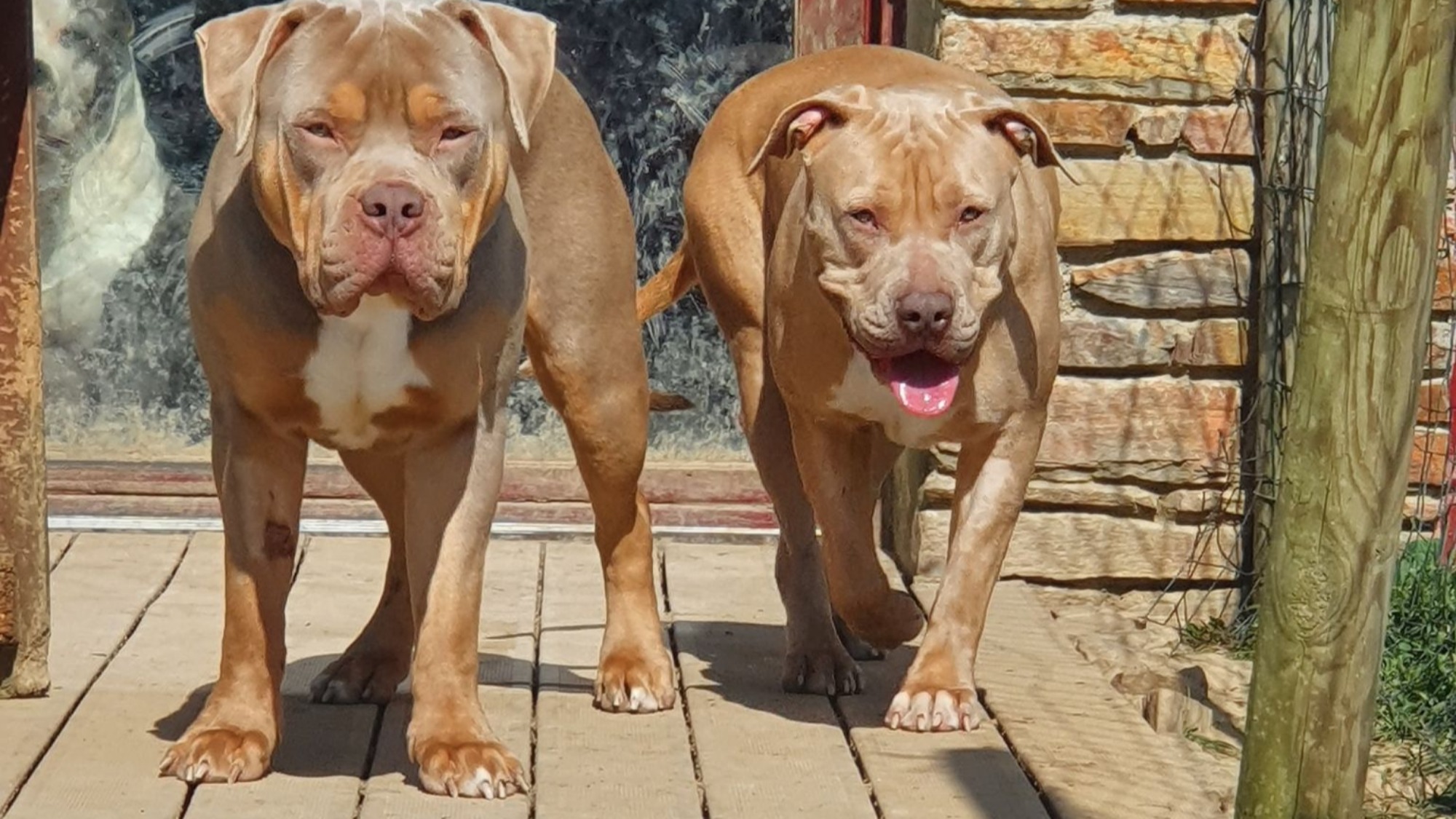 Chiot mâle bully xl trico trico lilac