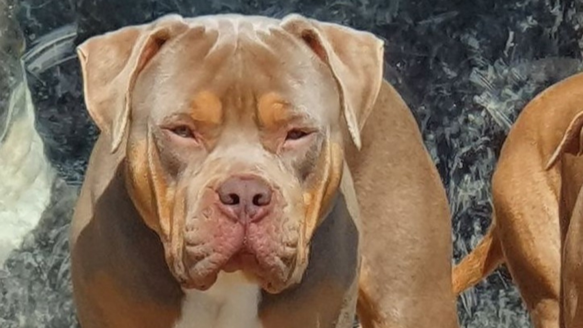 Chiot mâle bully xl trico trico lilac