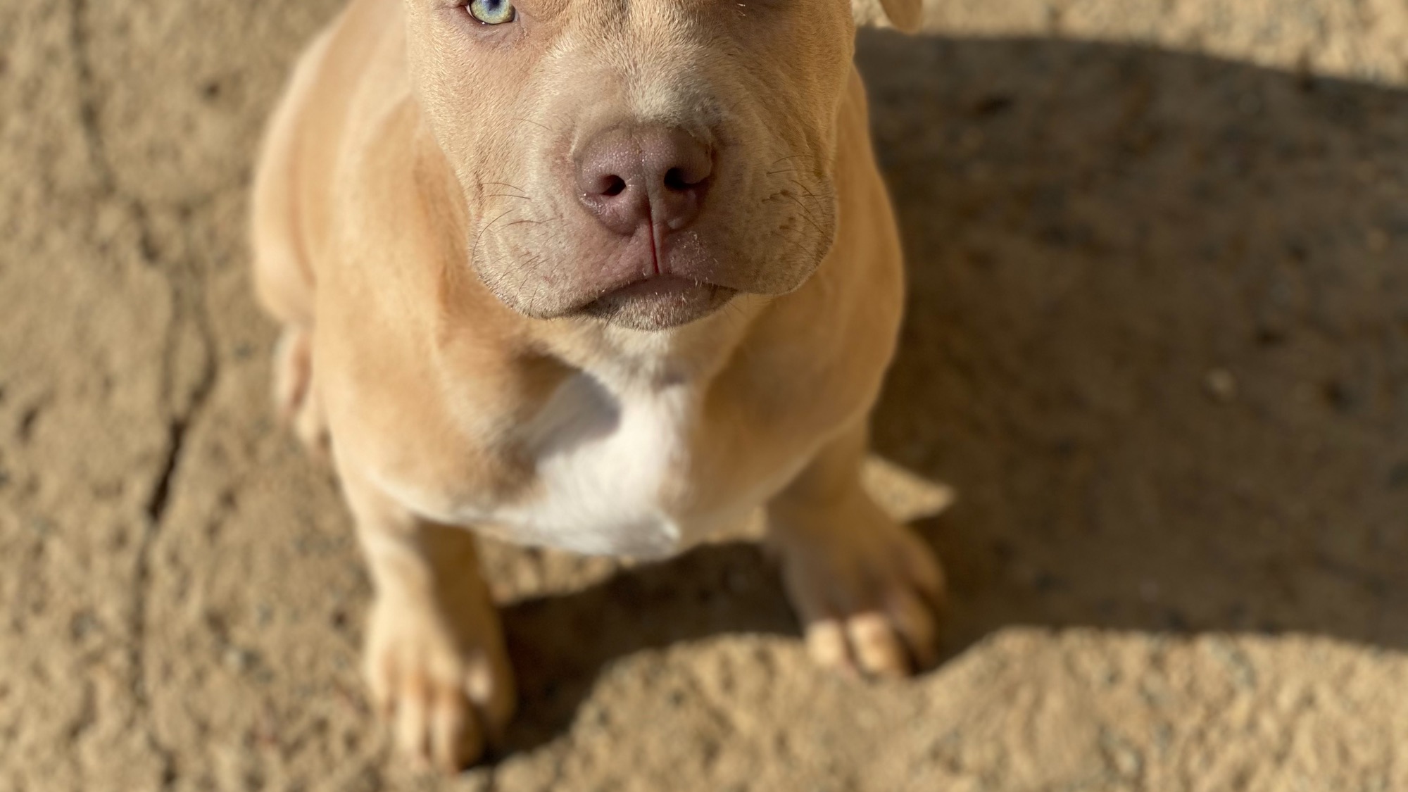 Chiot mâle bully xl