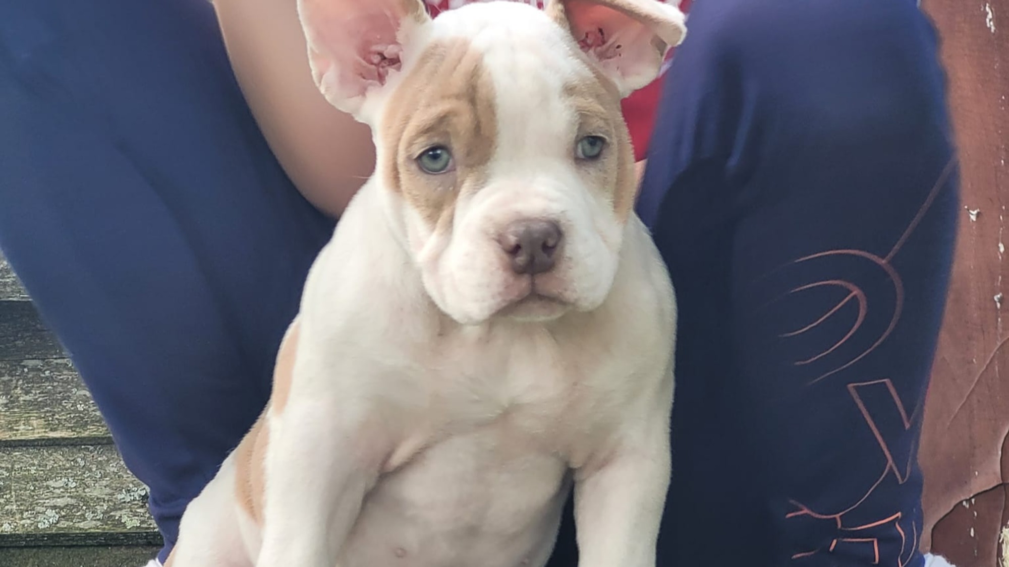 Chiot femelle bully micro merle lilac merle