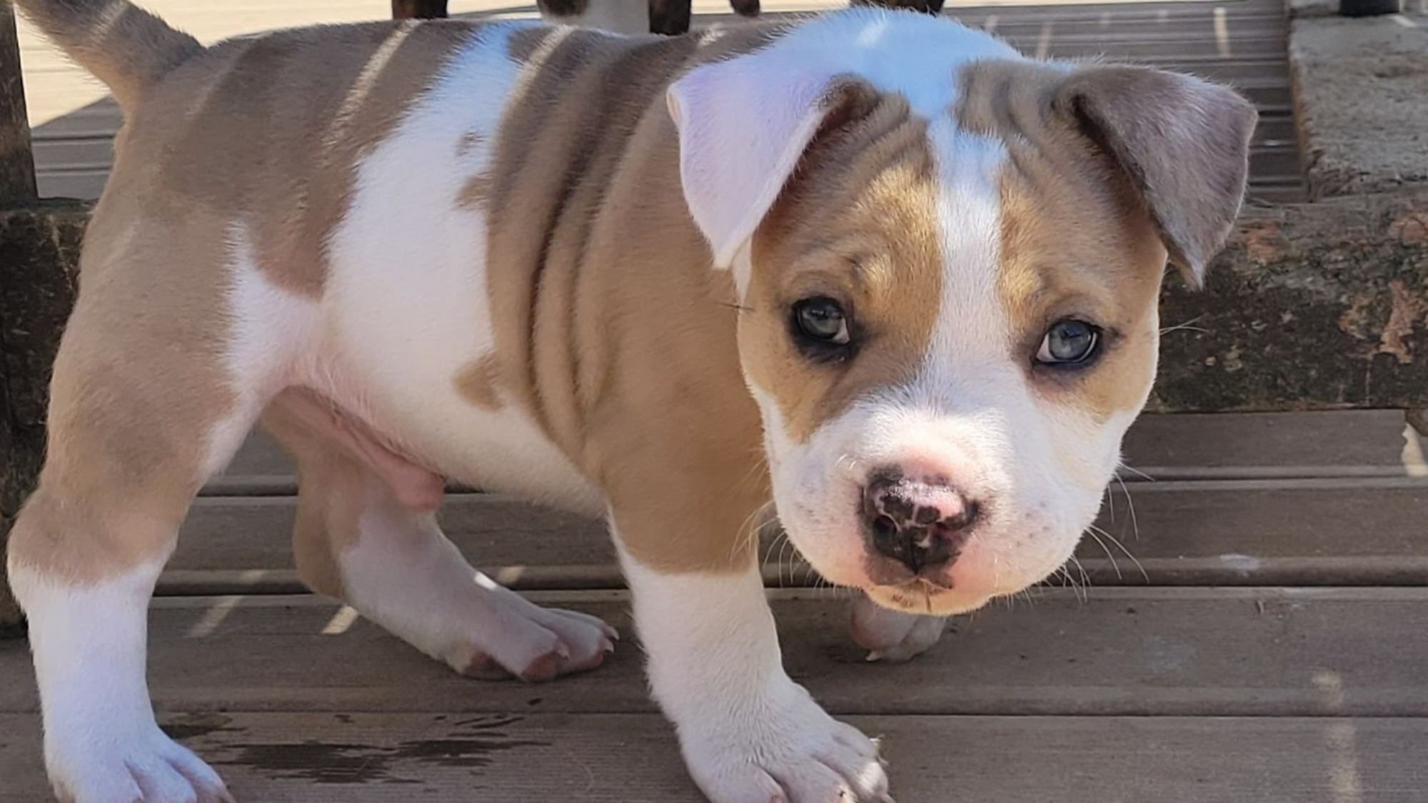 Chiot mâle bully micro merle fawn merle aux yeux marrons