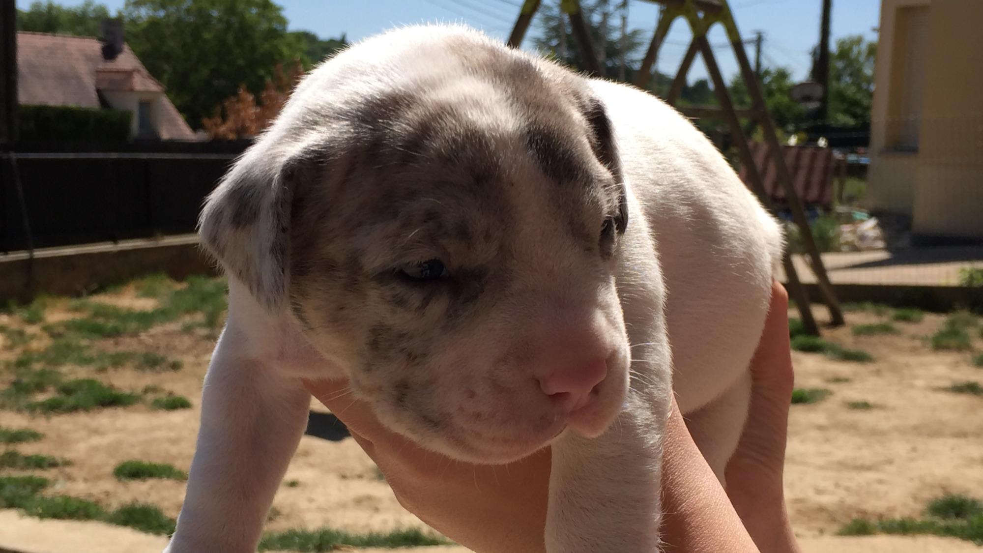Chiot femelle bully xl blanc cocard merle