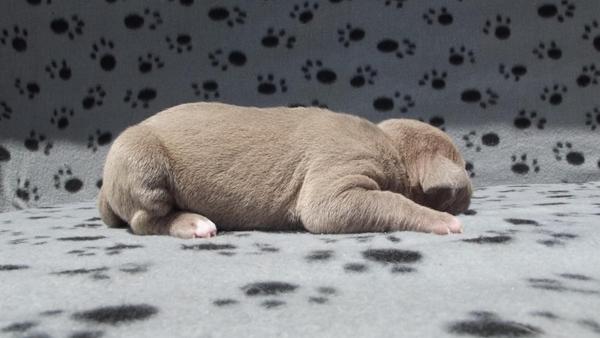 Chiot femelle bully xl champagne Chiot femelle bully xl champagne