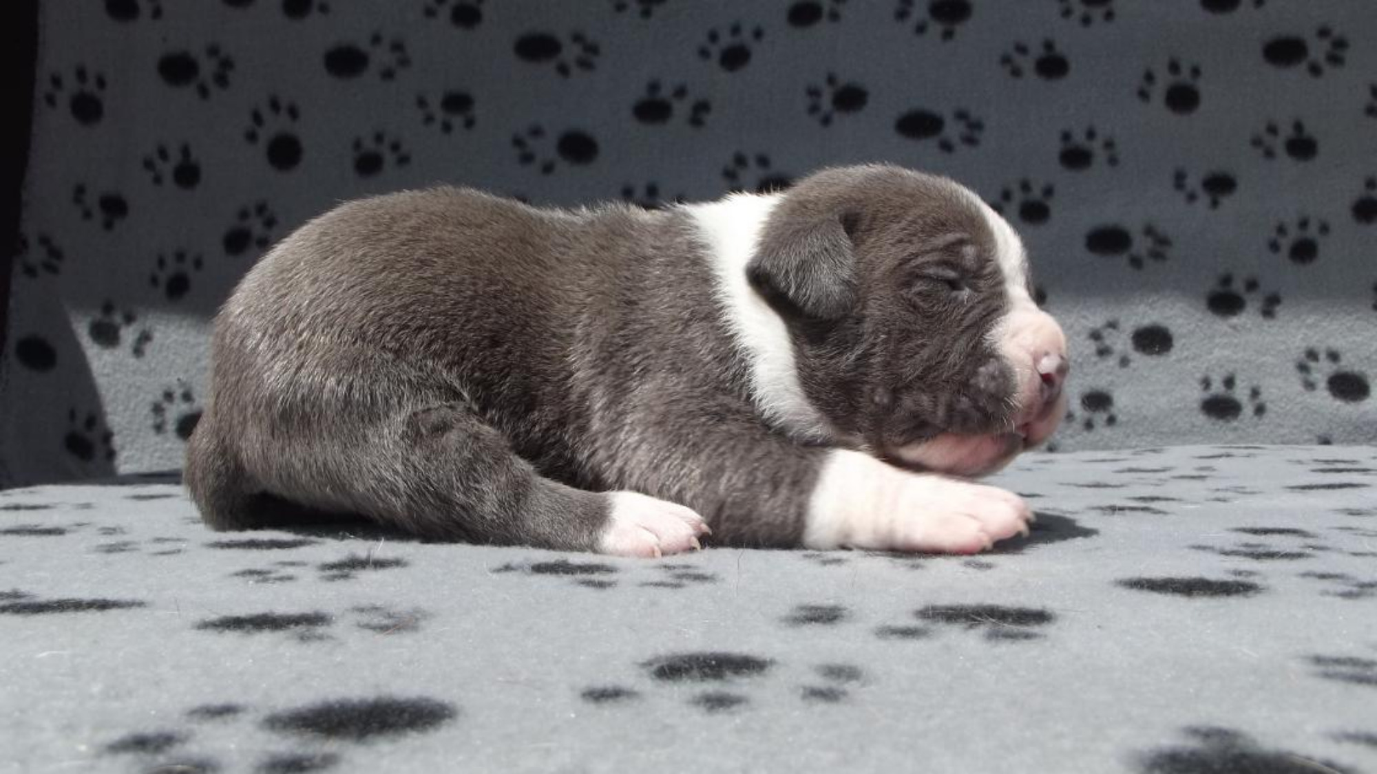 Chiot mâle bully xl Chiot mâle bully xl