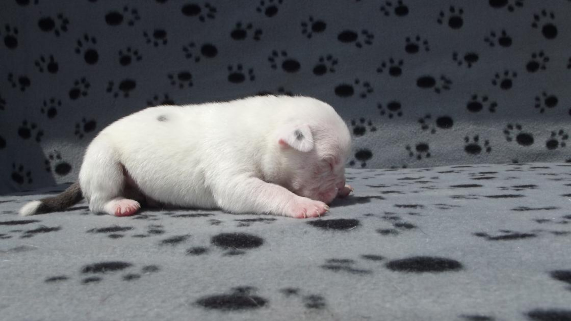 Chiot mâle bully xl blanche Chiot mâle bully xl blanche