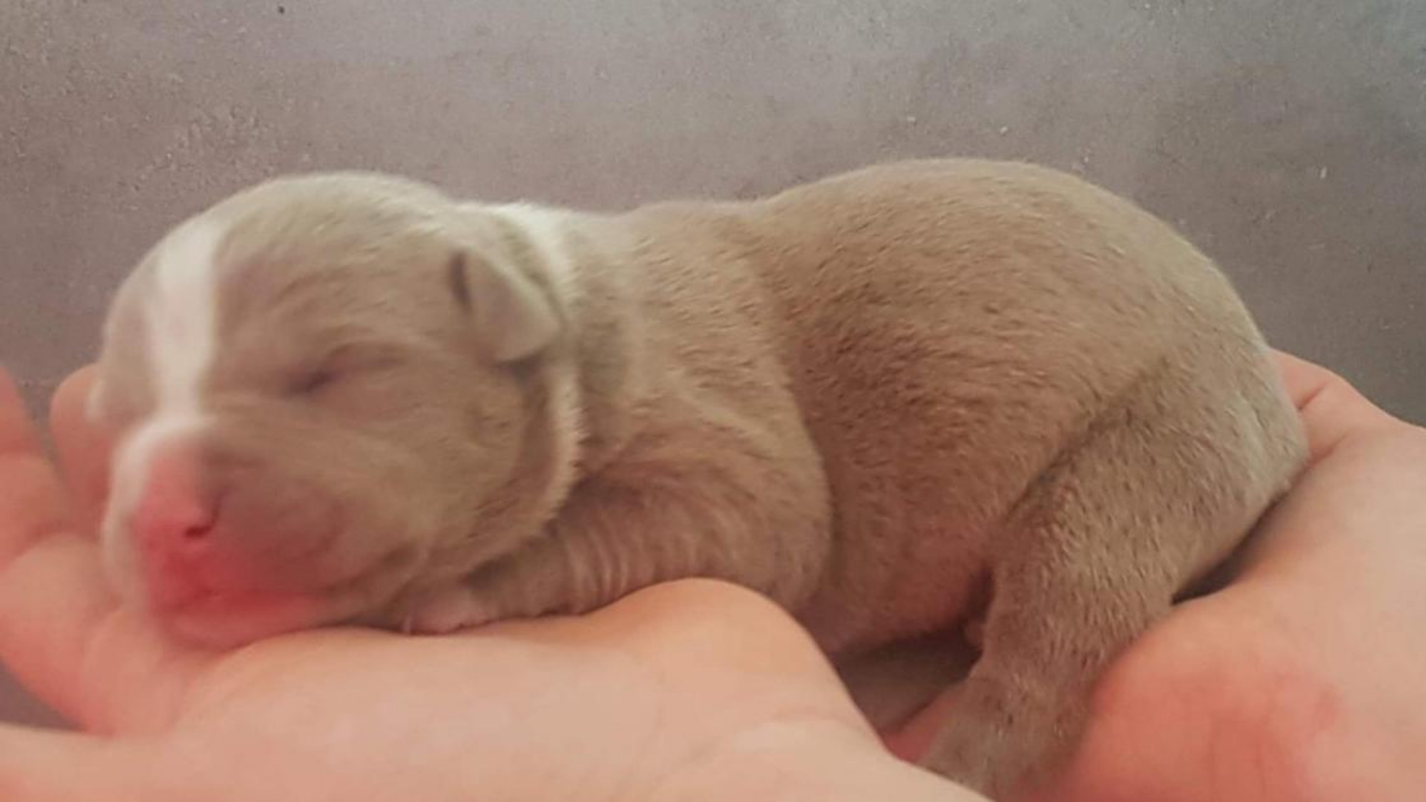 Chiot femelle bully xl champagne-blanc