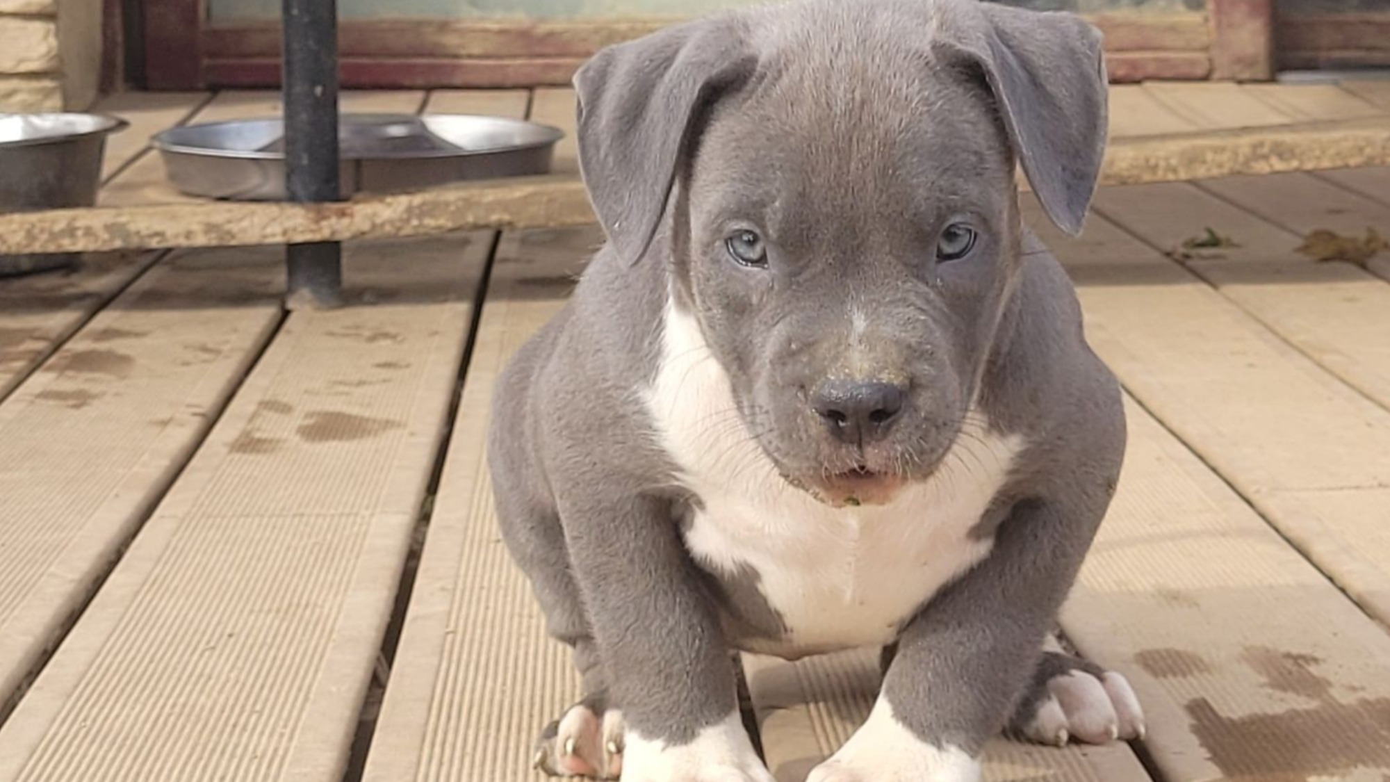 Chiot femelle bully xl bleue aux yeux bleus