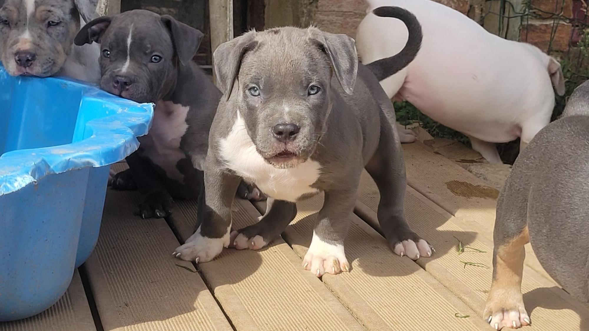 Chiot femelle bully xl bleue