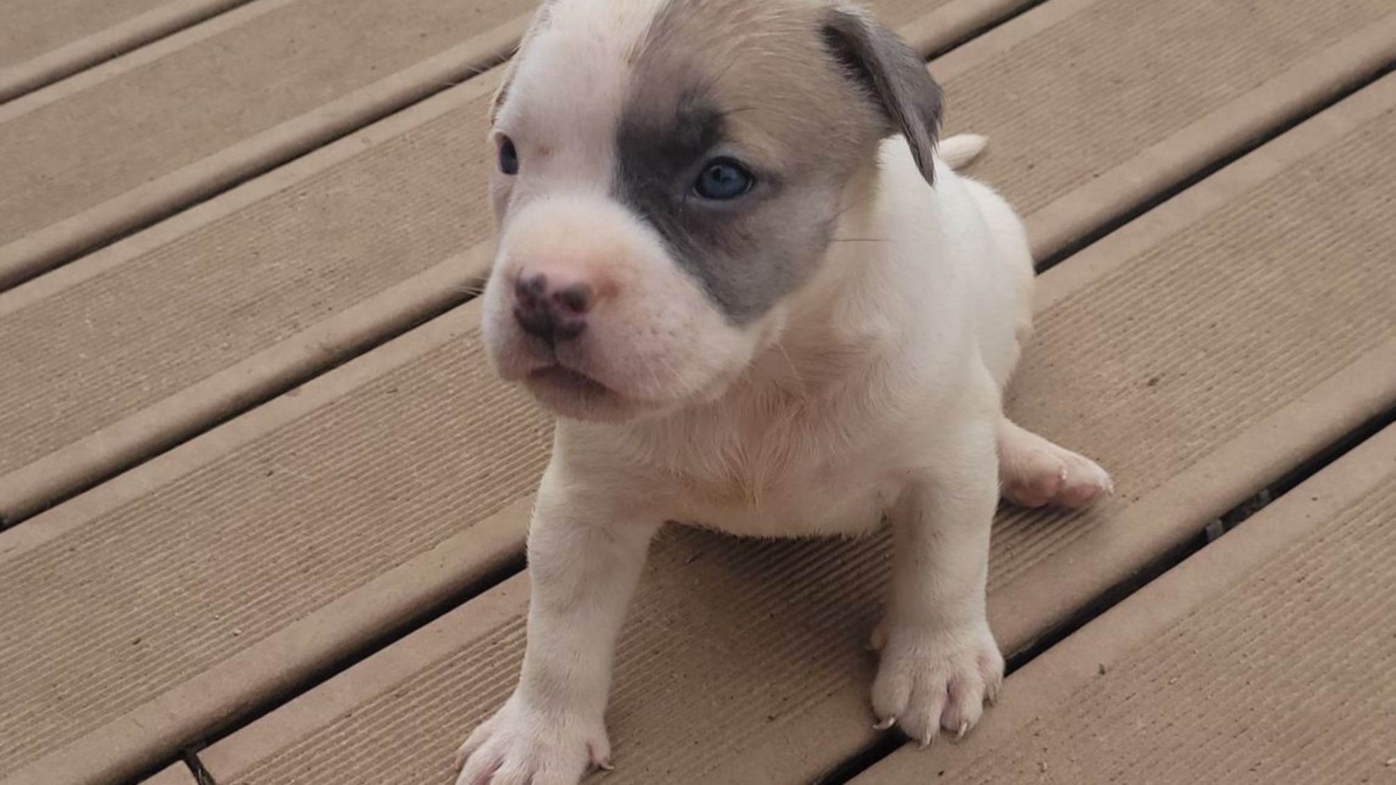 Chiot femelle bully xl blanche blue fawn aux yeux bleus