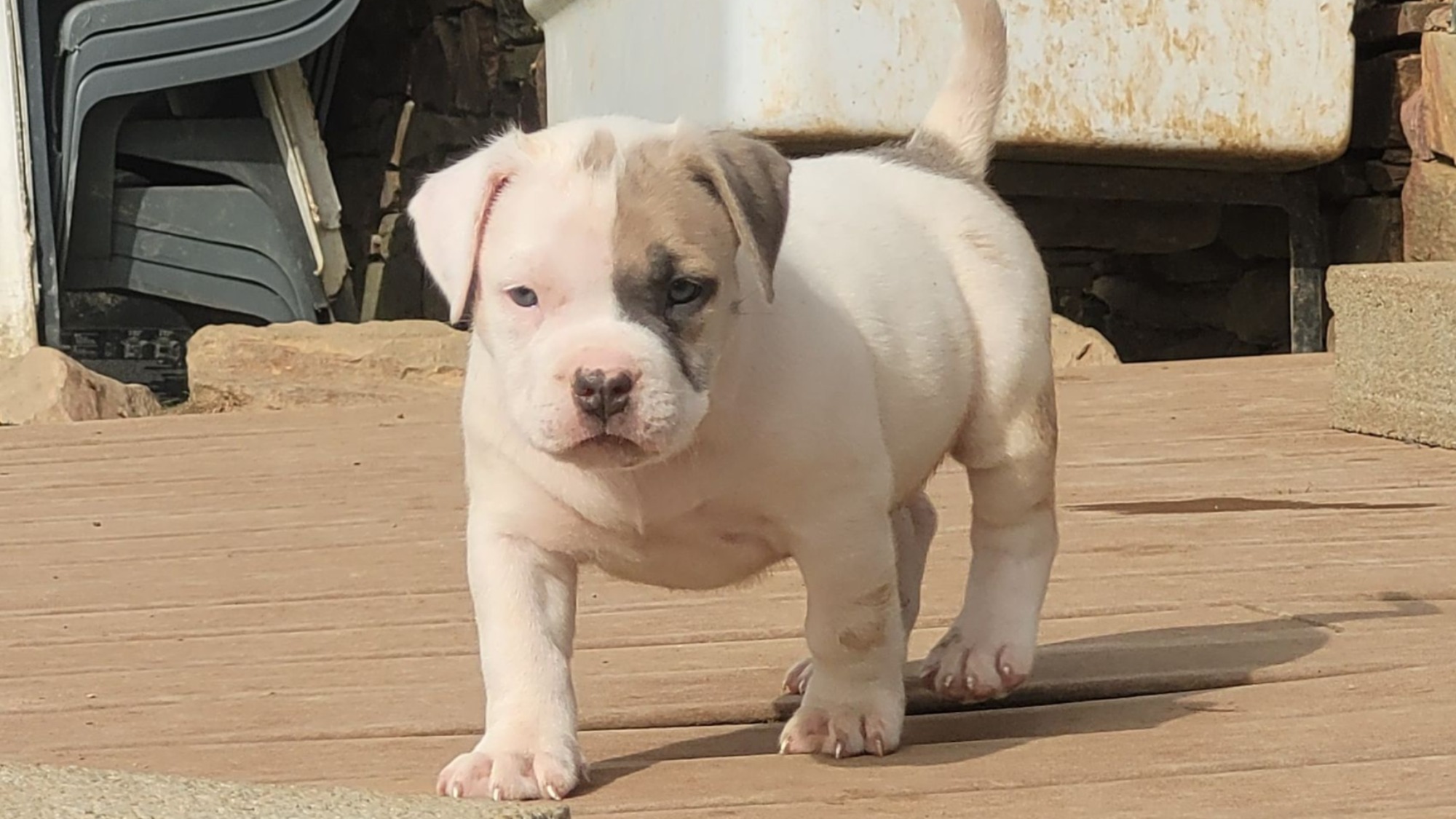 Chiot femelle bully xl blanche blue fawn