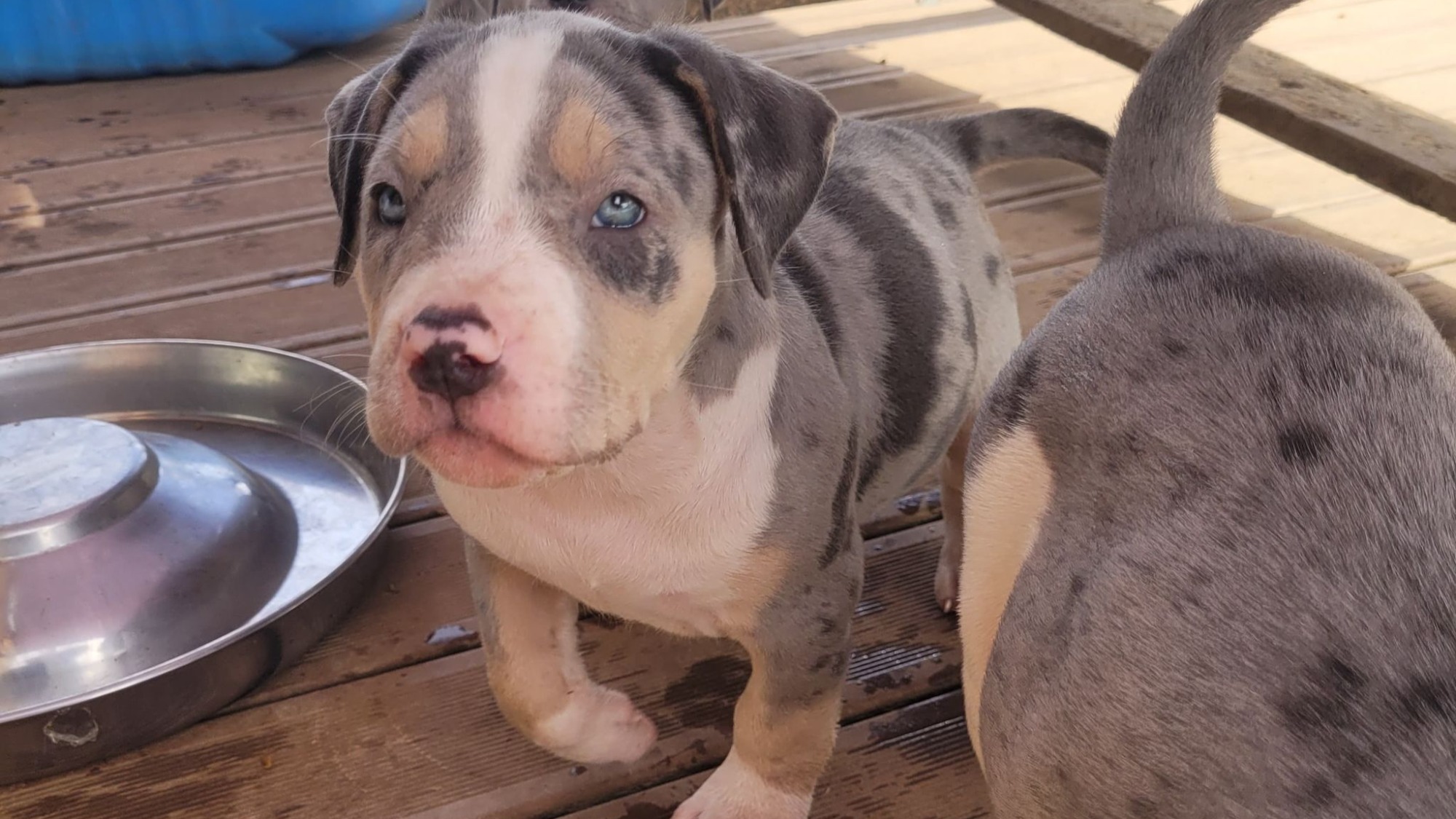 Chiot femelle bully xl trico merle trico silver merle