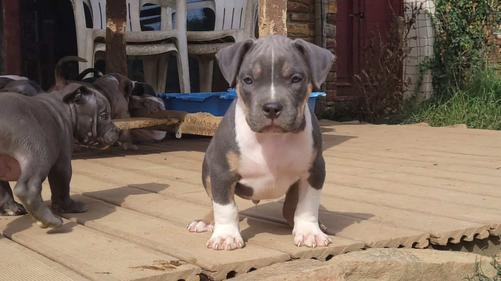 Chiot mâle bully xl trico trico bleu aux yeux bleus