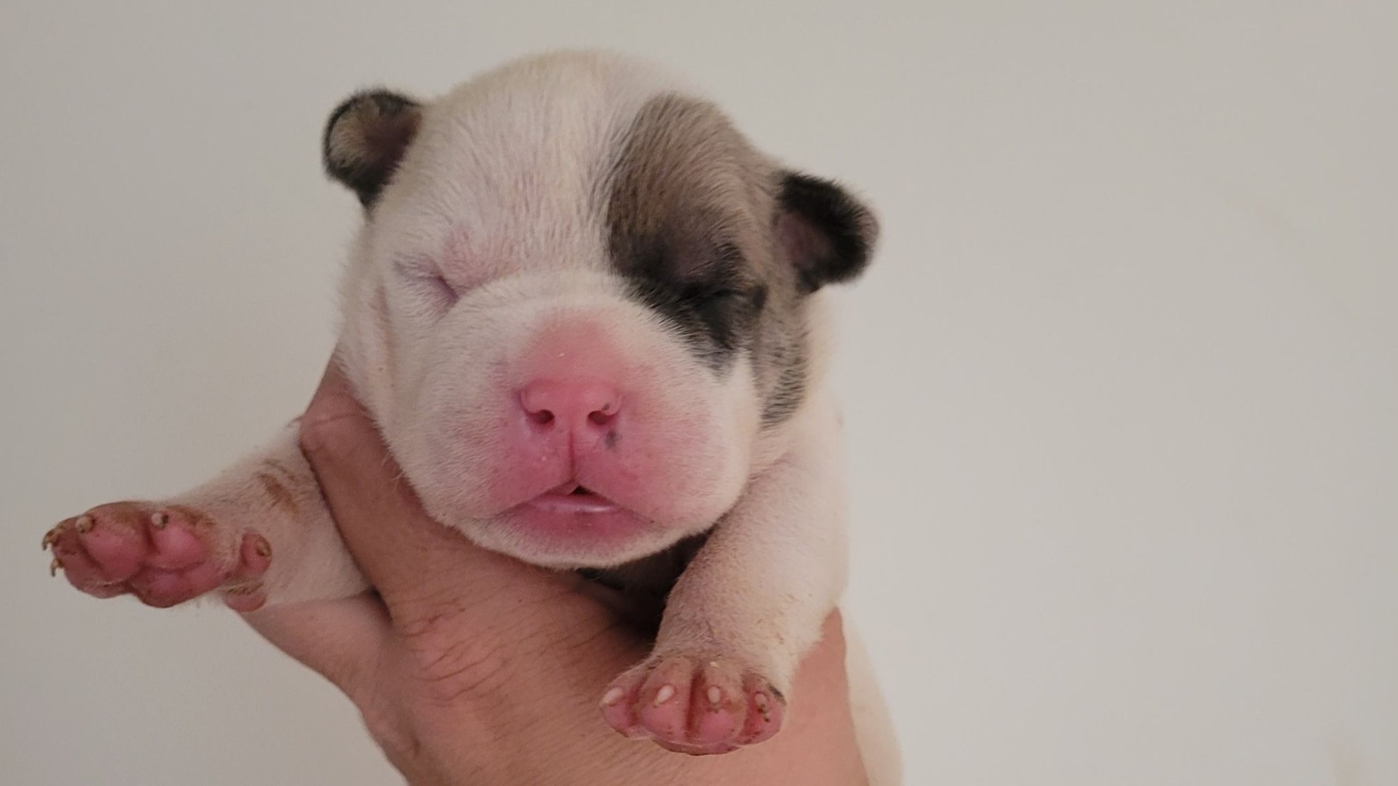 Chiot mâle bully xl blanche blue fawn aux yeux bleus