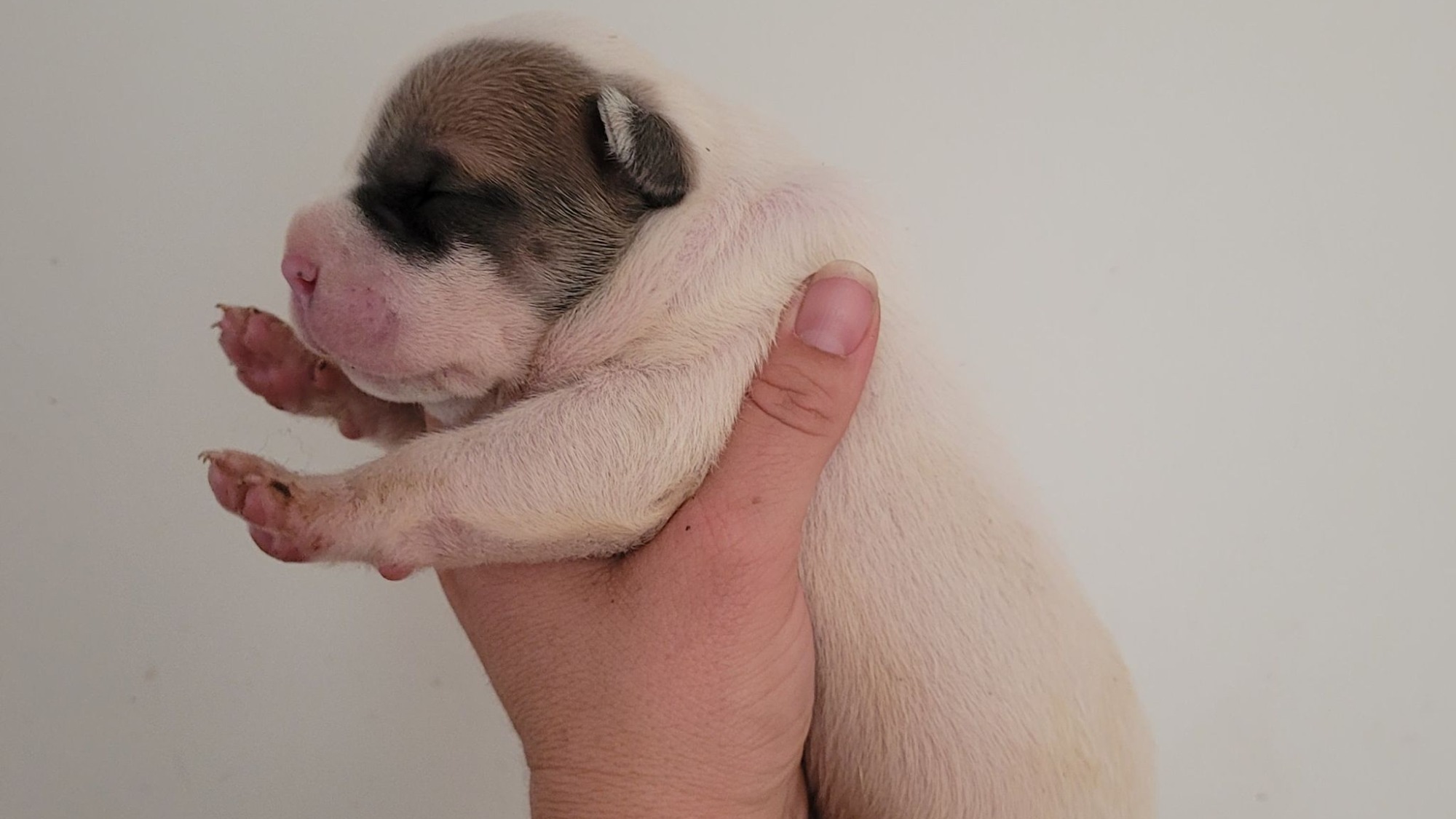Chiot mâle bully xl blanche blue fawn aux yeux bleus